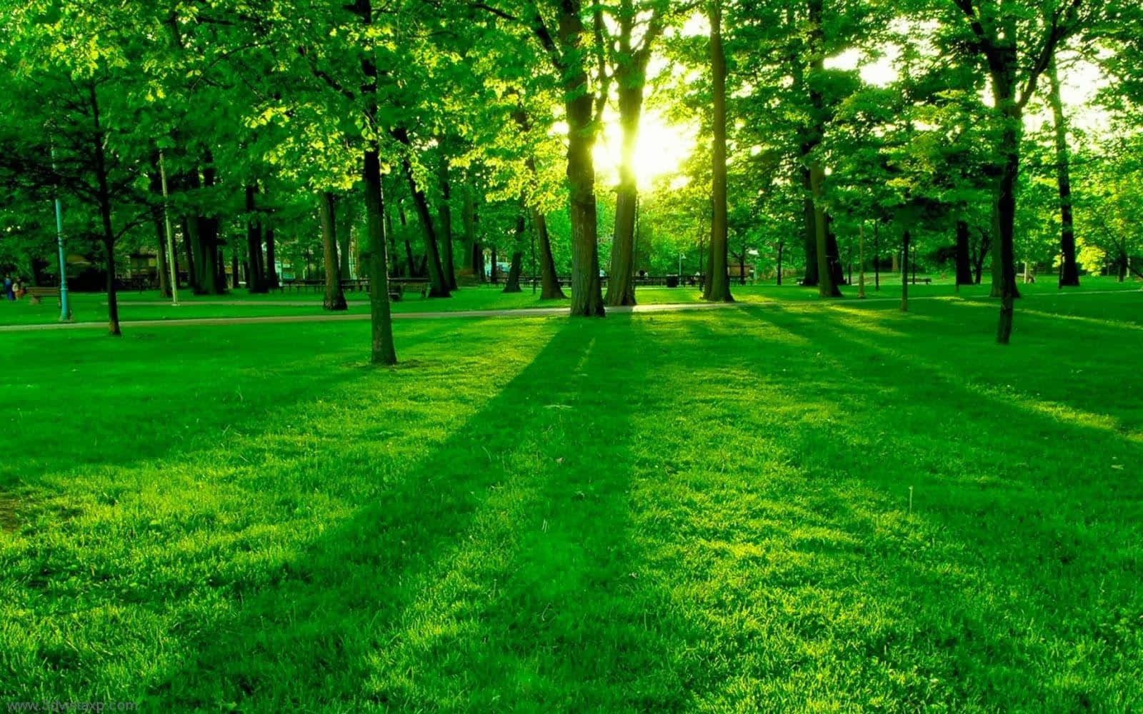 綠色樹木動畫 桌布 壁紙 — 陽光穿過茂密的綠樹，在充滿活力的公園草地上投下長長的影子。