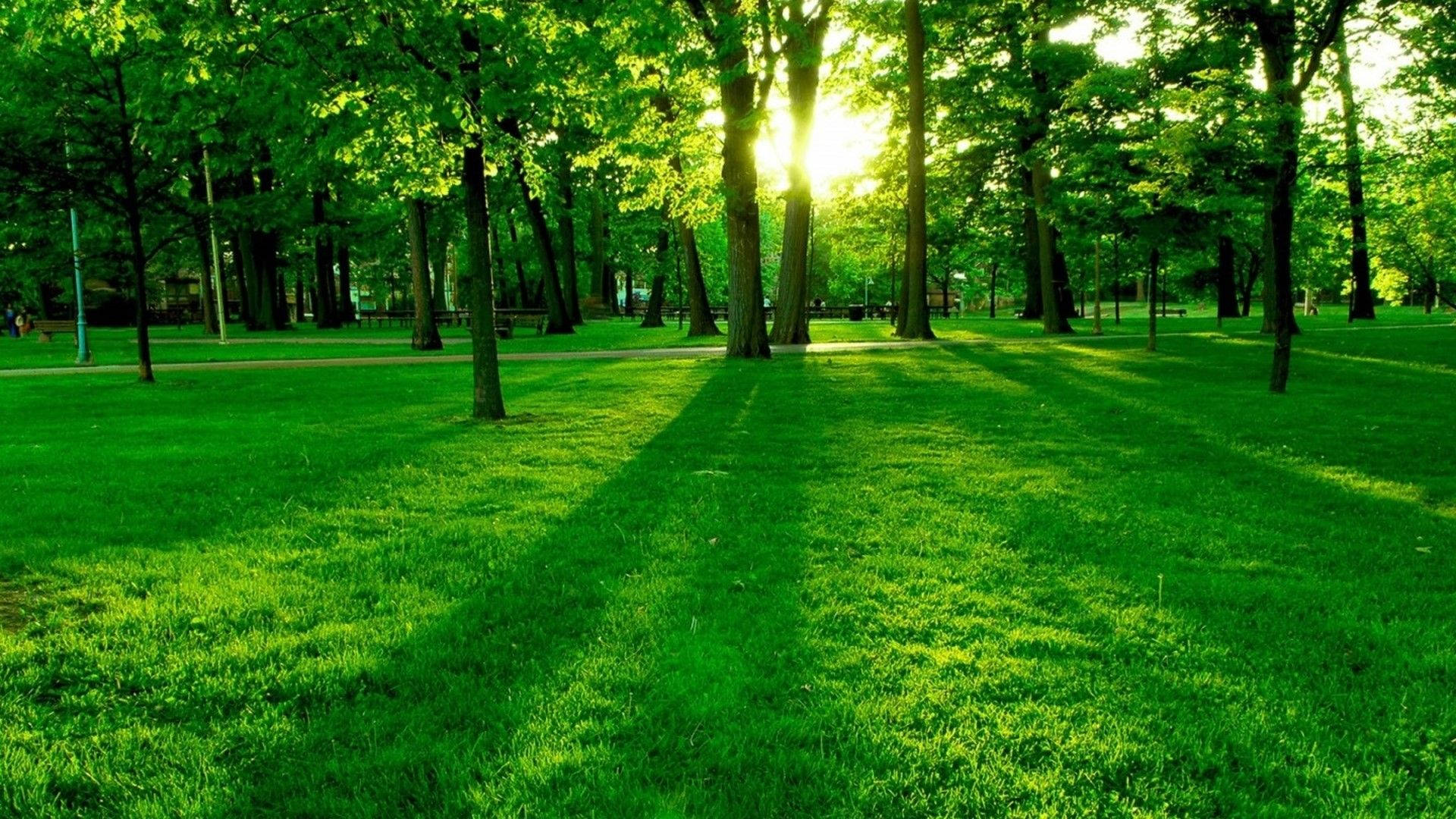 桌面 桌布 壁紙 — 陽光穿過茂密的綠樹，在充滿活力的公園草地上投下長長的影子。