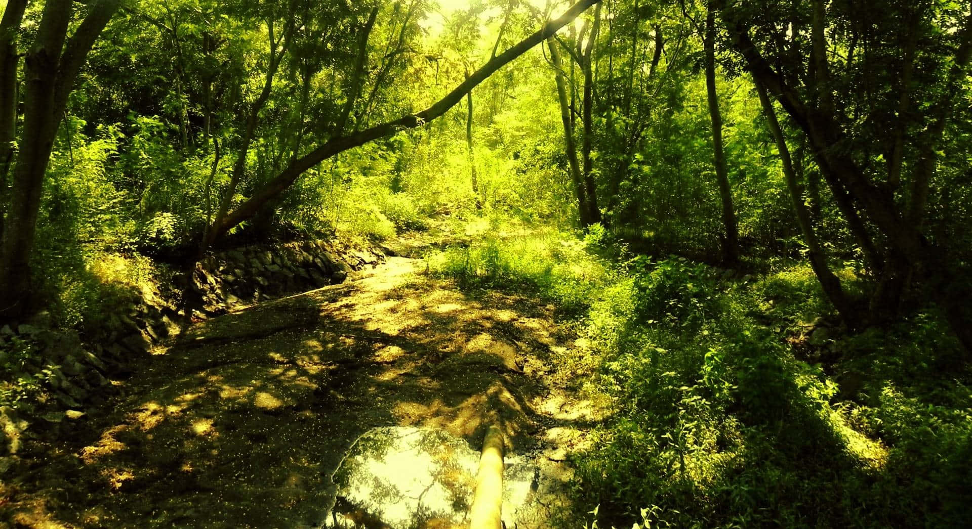 Enchanting 桌布 壁紙 — 陽光穿過茂密的綠樹，在蜿蜒的森林小徑上投下斑駁的陰影。
