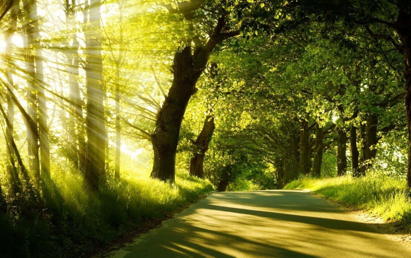 風景 桌布 壁紙 — 陽光穿過茂密的綠樹，在蜿蜒的森林道路上投下斑駁的陰影。