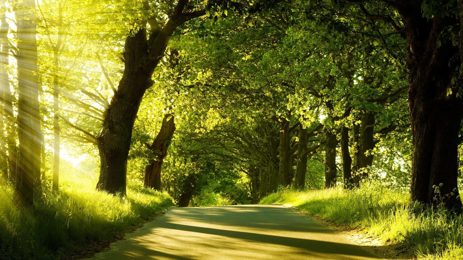 Among Trees 桌布 壁紙 — 陽光穿過茂密的綠樹，將金色光線灑在蜿蜒的森林小徑上。
