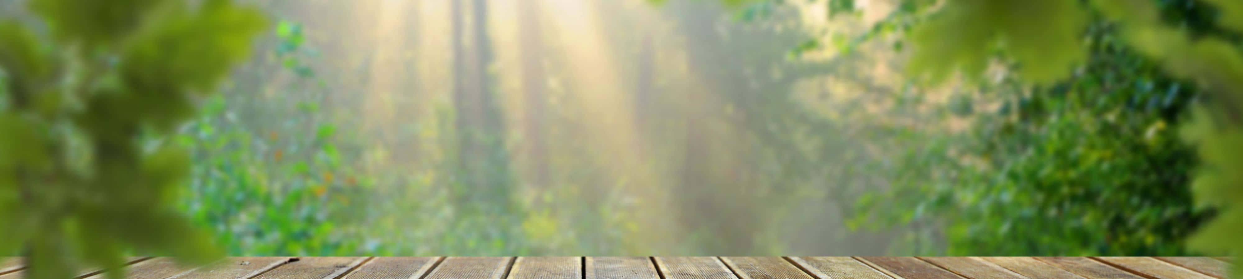 4K 自然 桌布 壁紙 — 陽光穿過茂密的綠樹，灑在寧靜森林空地上的一張風化木桌上。