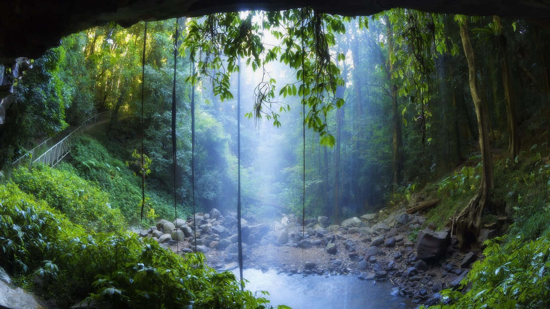 雨林 桌布 壁紙 — 陽光穿過茂密的綠色叢林樹冠，照射在流經岩石峽谷的霧氣瀰漫的河流之上。