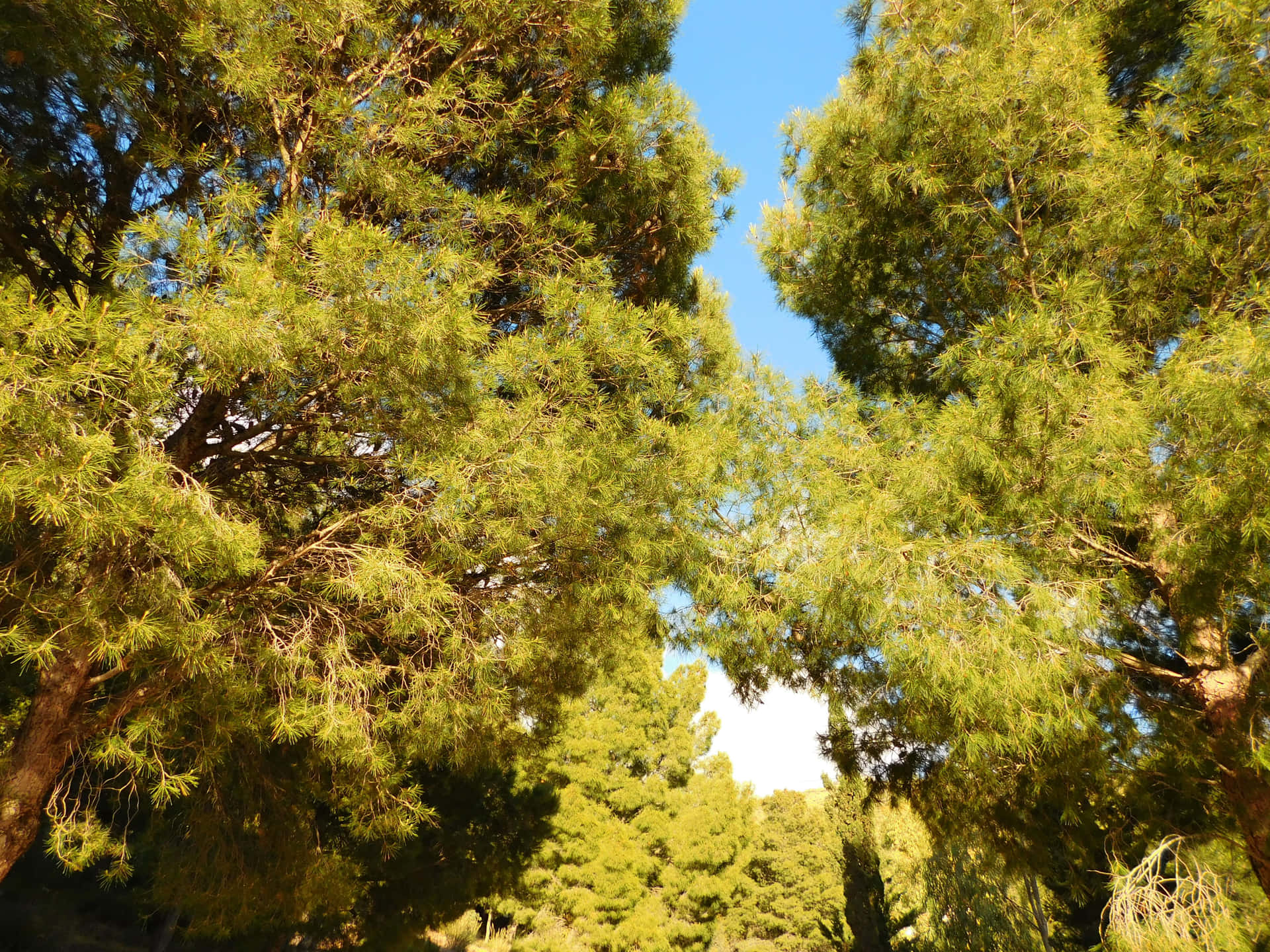 Trees 壁紙 — 陽光穿過茂密的綠色松樹枝條，映襯著清澈的藍天。
