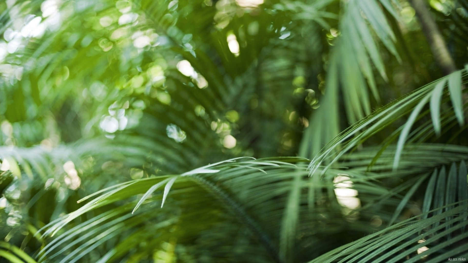桌布 壁紙 — 陽光穿過茂密的綠色棕櫚葉，在熱帶森林中營造出柔和的散景效果。