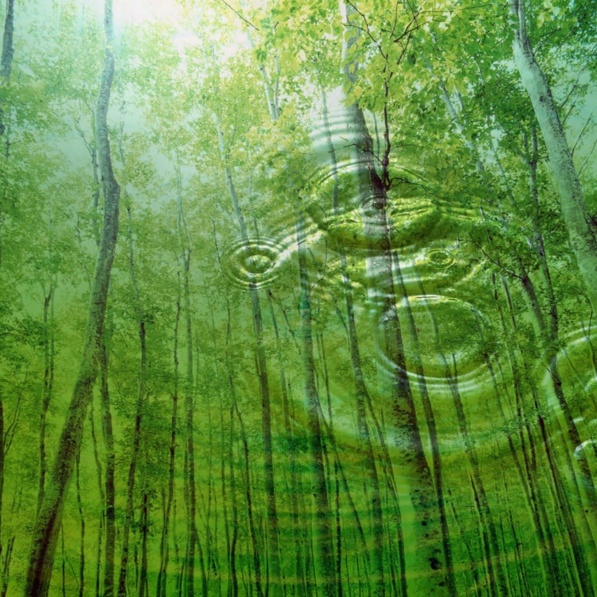 Nature Scenes 桌布 壁紙 — 陽光穿過茂密的綠色森林，樹木上覆蓋著半透明的漣漪效果。
