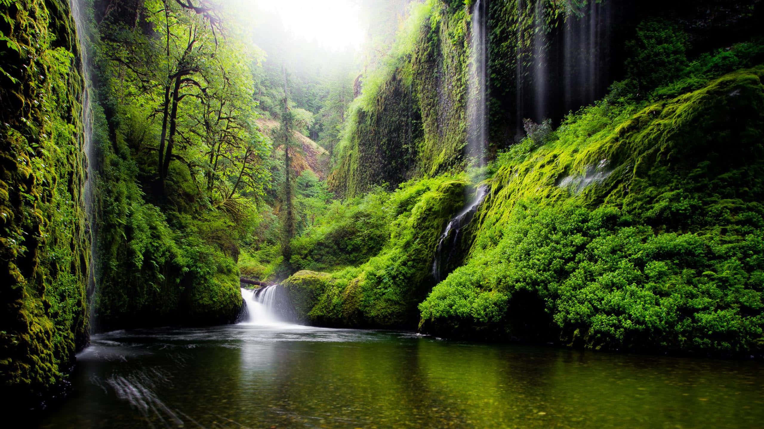 Waterfalls 桌布 壁紙 — 陽光穿過茂密的綠色森林峽谷，長滿苔蘚的懸崖框著層疊的瀑布，流入下方平靜的水潭。