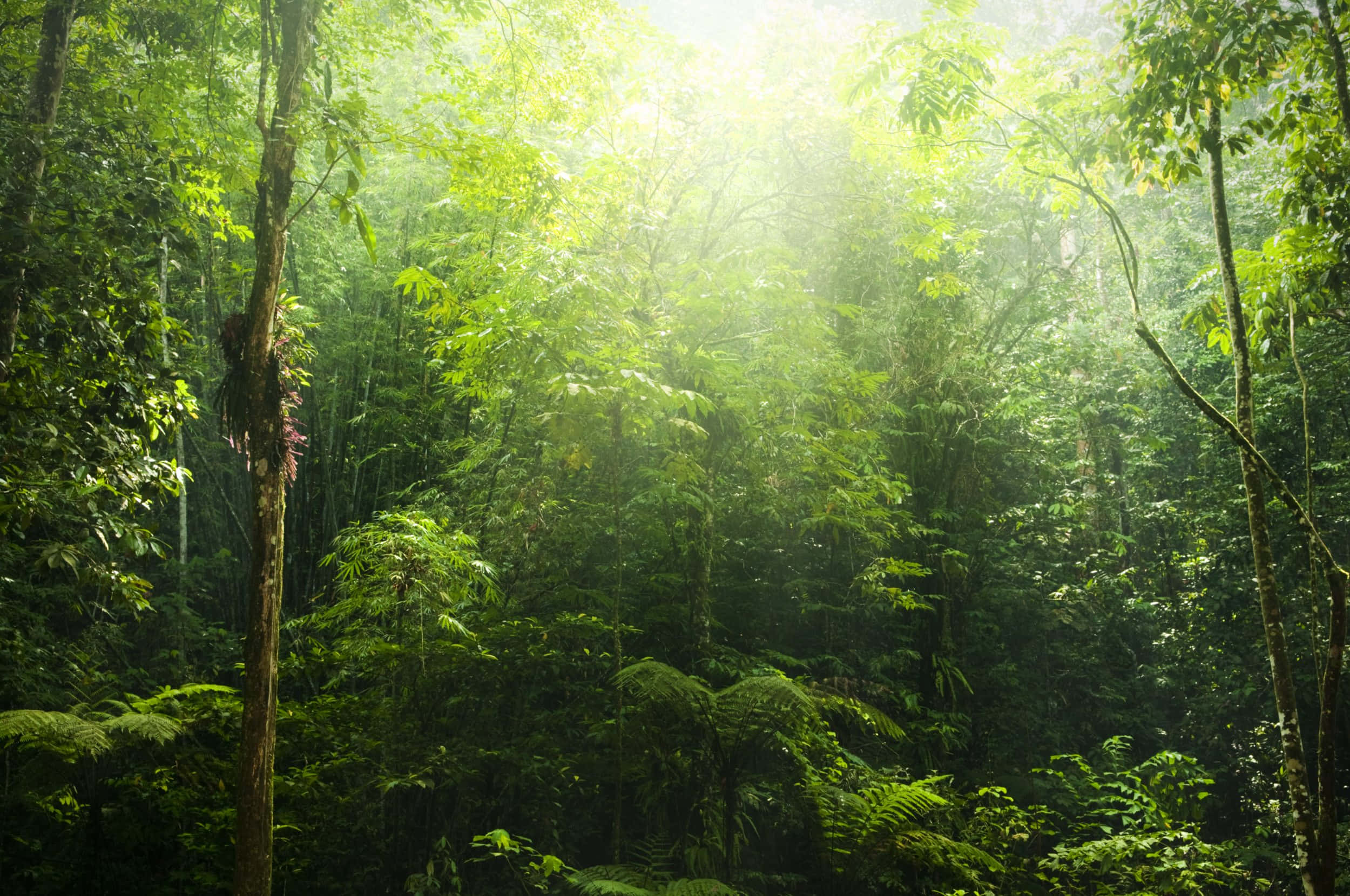 Forest Conservation 桌布 壁紙 — 陽光穿過茂密的綠色樹冠，在霧氣瀰漫的熱帶雨林中形成空靈的光束。