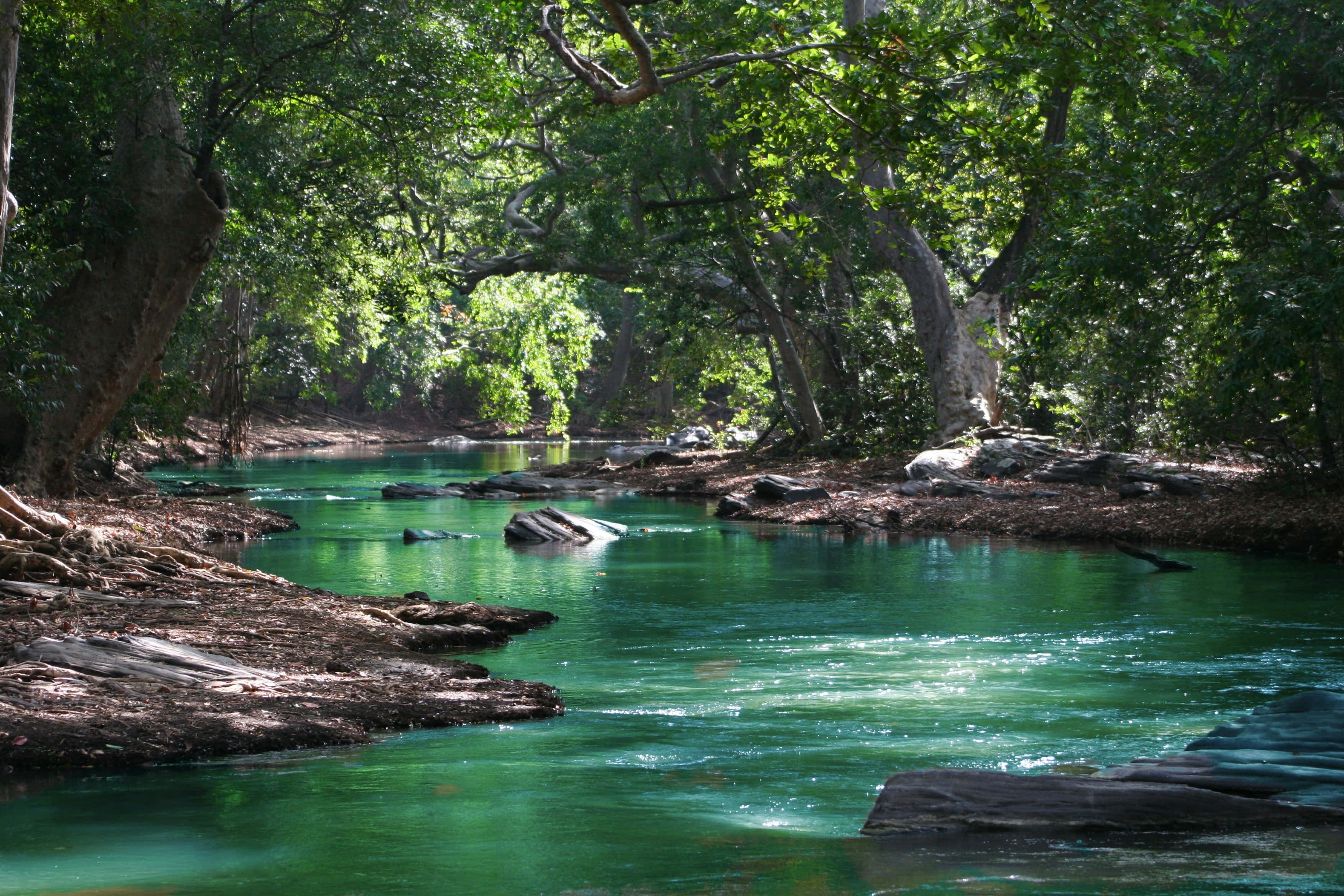 river 桌布 壁紙 — 陽光穿過茂密的綠色樹冠，灑在一條充滿活力的綠松石色河流上，河流蜿蜒流過長滿苔蘚的岩石和樹根。