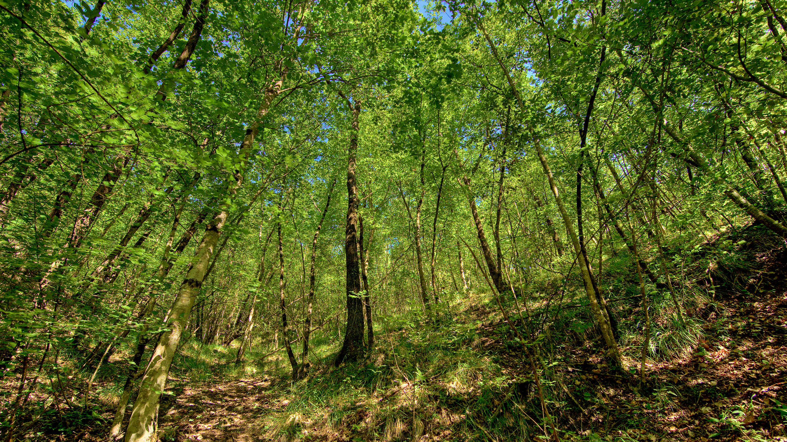 2560x1440 nature 桌布 壁紙 — 陽光穿過茂密的綠色樹葉，在充滿活力的夏季森林中，森林地面上形成斑駁的陰影。