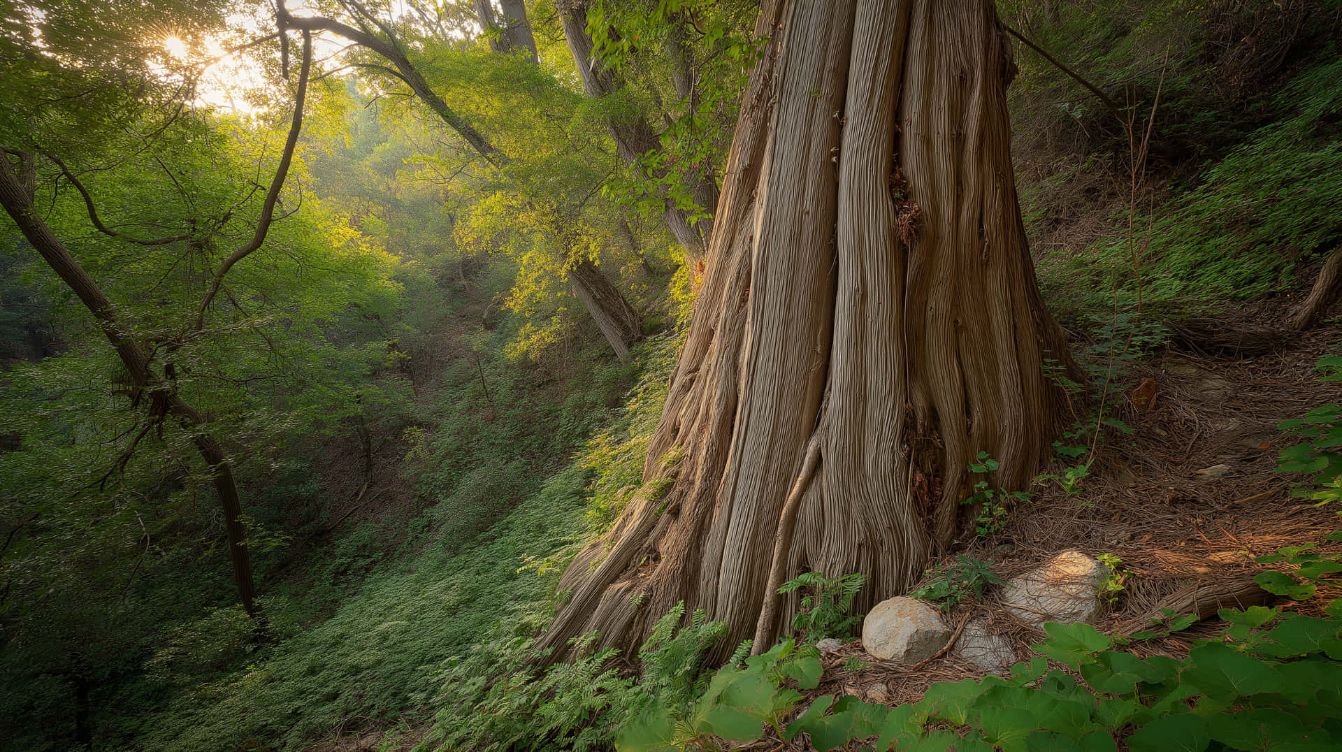 Ancient Forest Giants: Majestic Tree Trunk Amidst Lush Greenery 壁紙 — 陽光穿過茂密的綠色樹葉，照亮了森林斜坡上一棵古樹的巨大紋理樹幹。