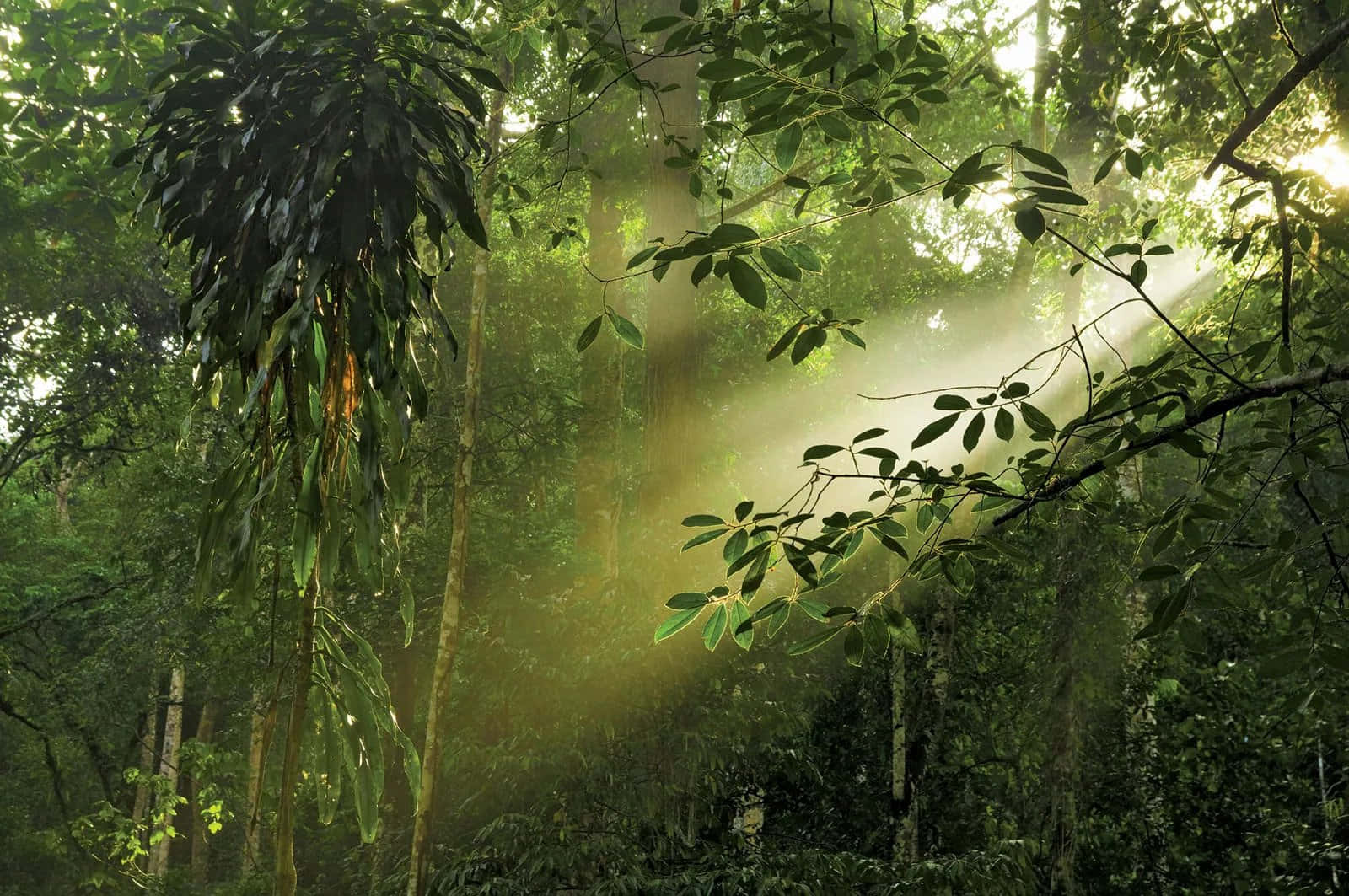 Rainforest 桌布 壁紙 — 陽光穿過茂密的綠色樹葉，照射在迷霧籠罩的叢林中，營造出寧靜而空靈的氛圍。