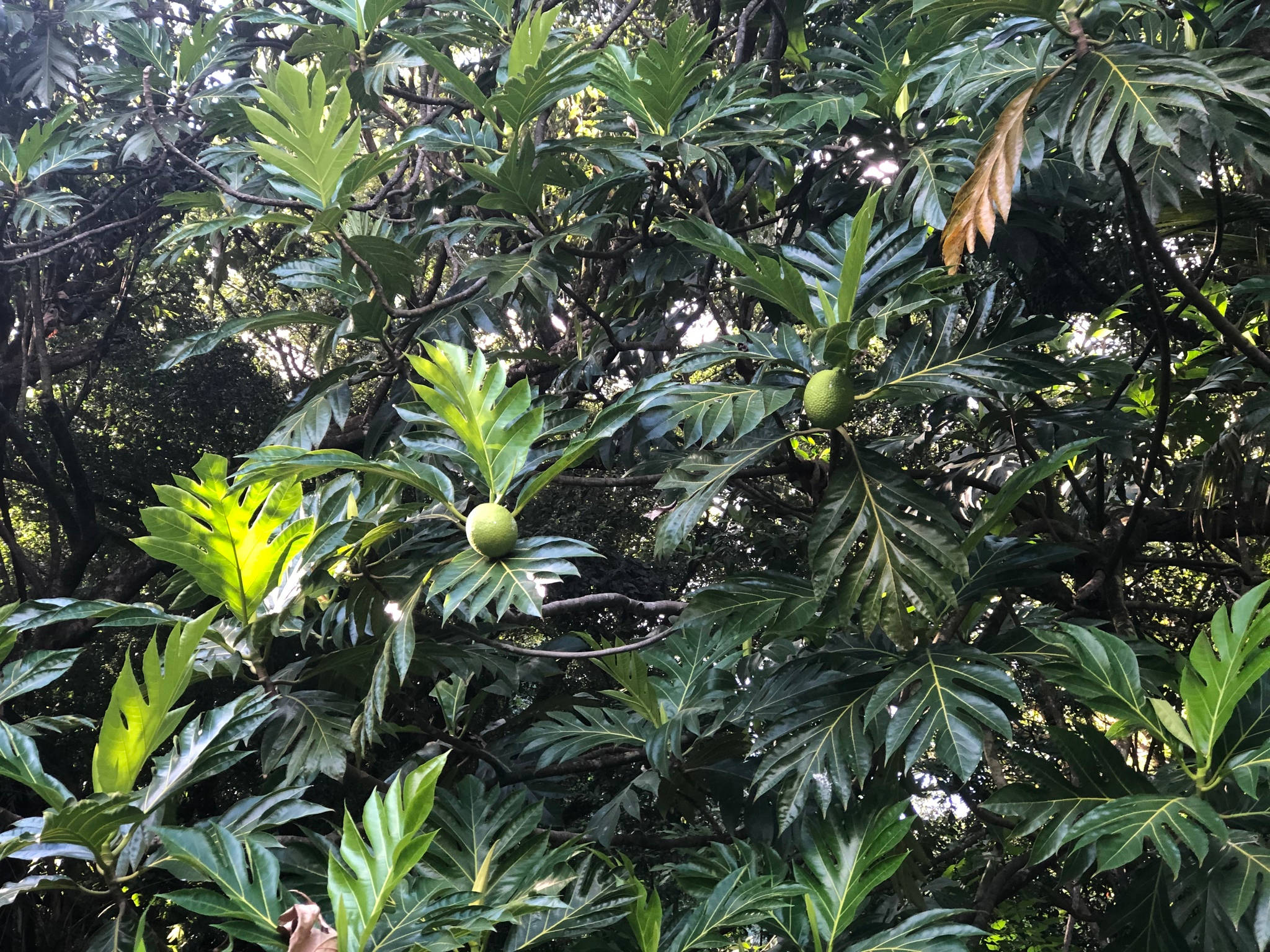 植物 桌布 壁紙 — 陽光穿過茂密的綠色葉片，顯露出熱帶樹上掛著的成熟麵包果。