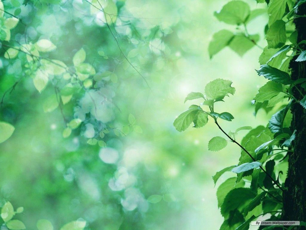 陽光穿過森林中的綠葉，營造出柔和發光的散景效果。 — 綠色自然 壁紙