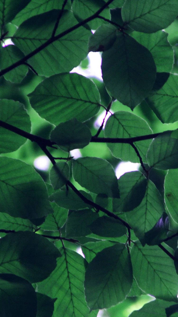 Green Leaves 桌布 壁紙 — 陽光穿過茂密的綠葉，在樹枝上形成斑駁的光影圖案。