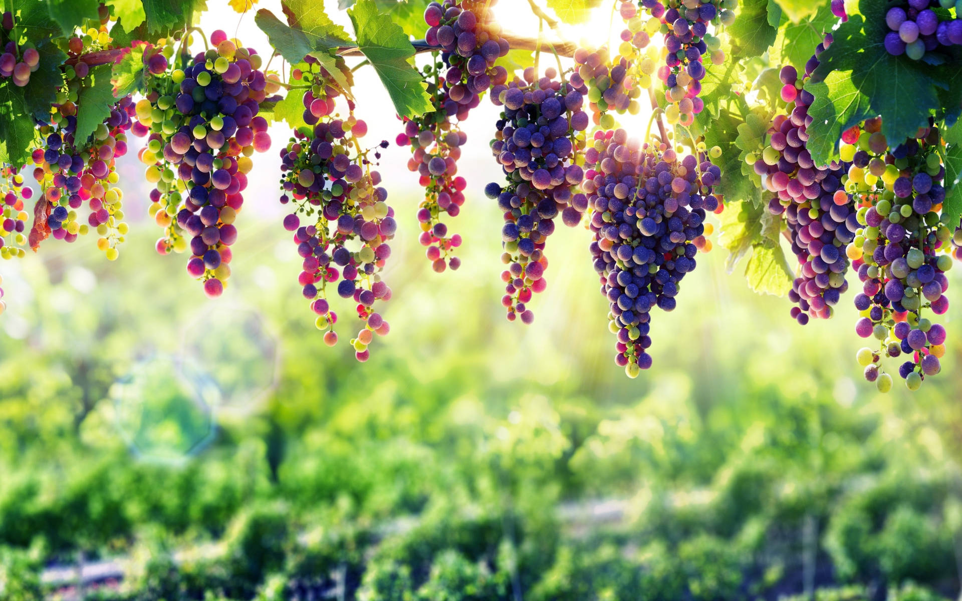 Grape 桌布 壁紙 — 陽光穿過茂密的綠葉，照亮了掛在藤蔓上的一串串成熟的紫色和綠色葡萄。