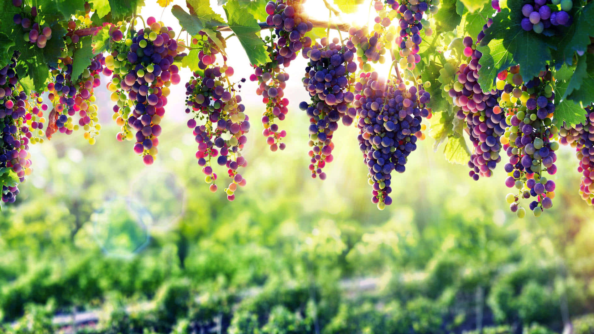 Purple Grapes 桌布 壁紙 — 陽光穿過茂密的綠葉，照亮了生氣勃勃的葡萄園中藤蔓上掛著的一串串成熟的紫色和綠色葡萄。