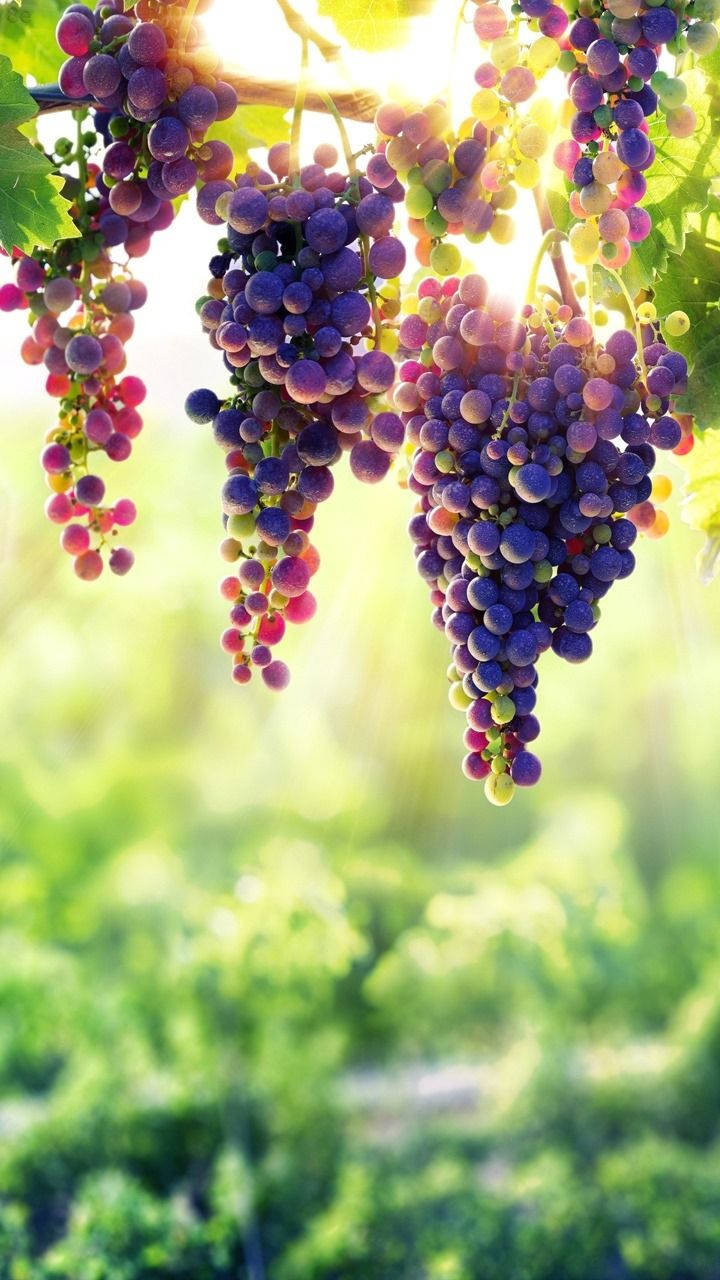 Grape 桌布 壁紙 — 陽光穿過茂密的綠葉閃爍，一串串成熟的紫色和綠色葡萄沉甸甸地掛在藤蔓上。