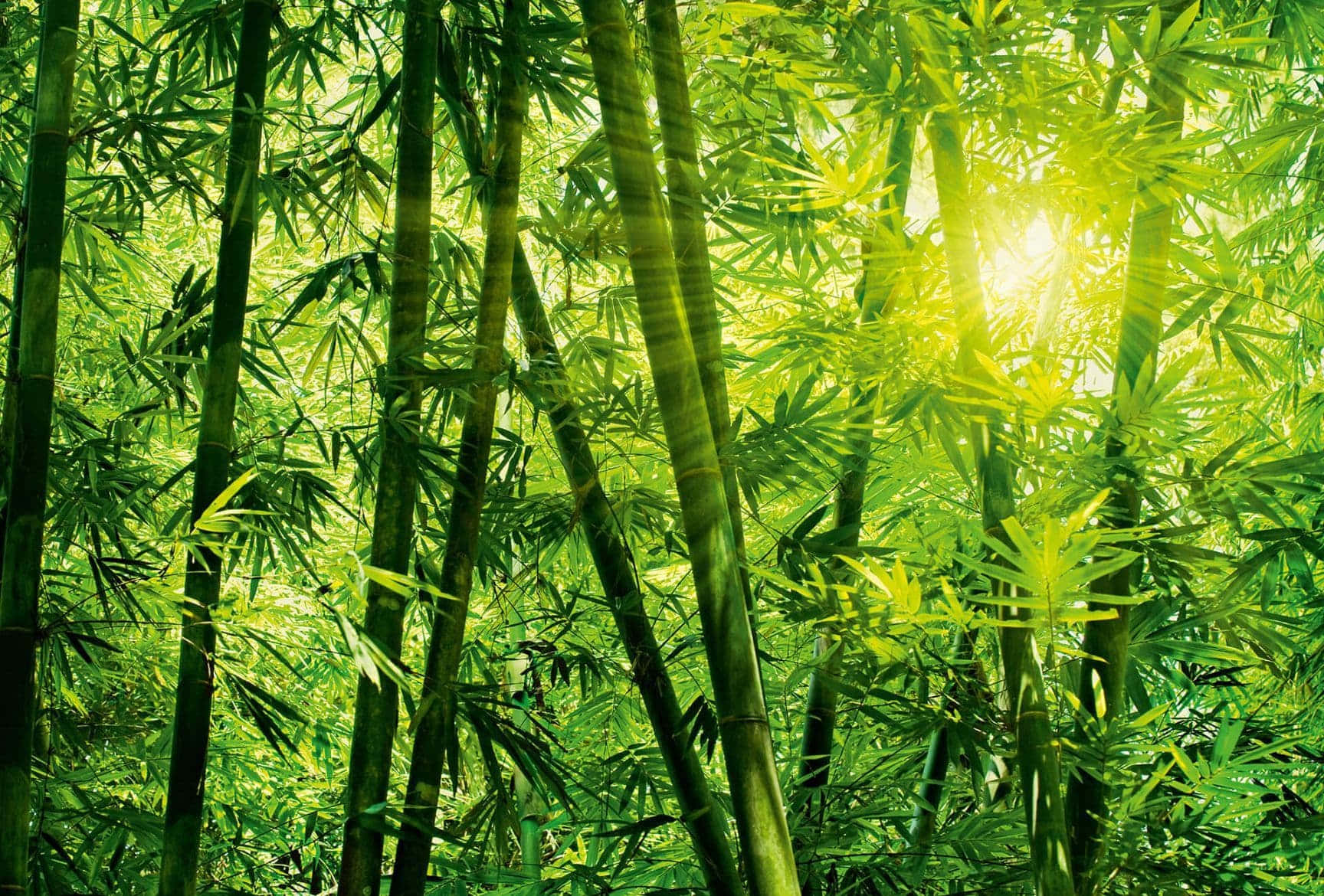 藝術 桌布 壁紙 — 陽光穿過茂密的翡翠綠色竹莖，形成充滿活力的綠色樹冠，帶有發光的高光。