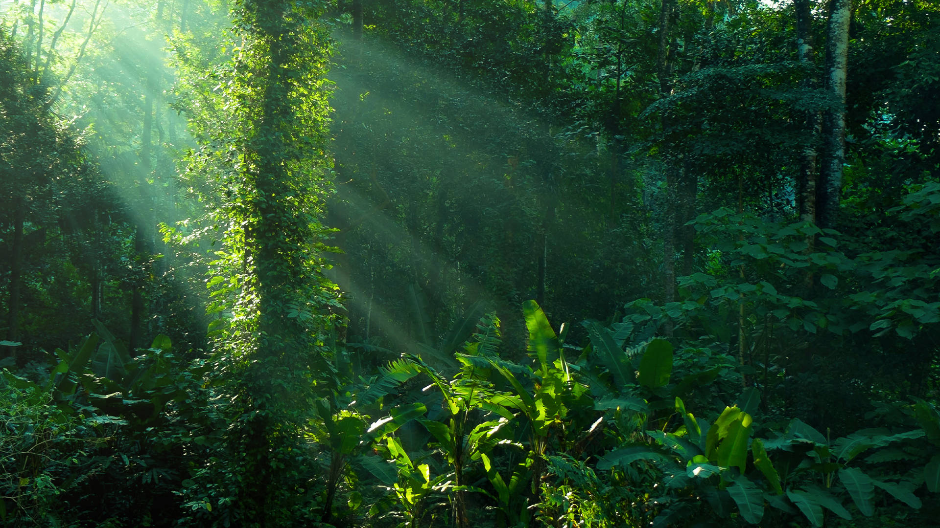 Amazonas 桌布 壁紙 — 陽光穿過茂密的翡翠色叢林樹冠，照亮了霧氣瀰漫的空氣和茂密的樹葉。