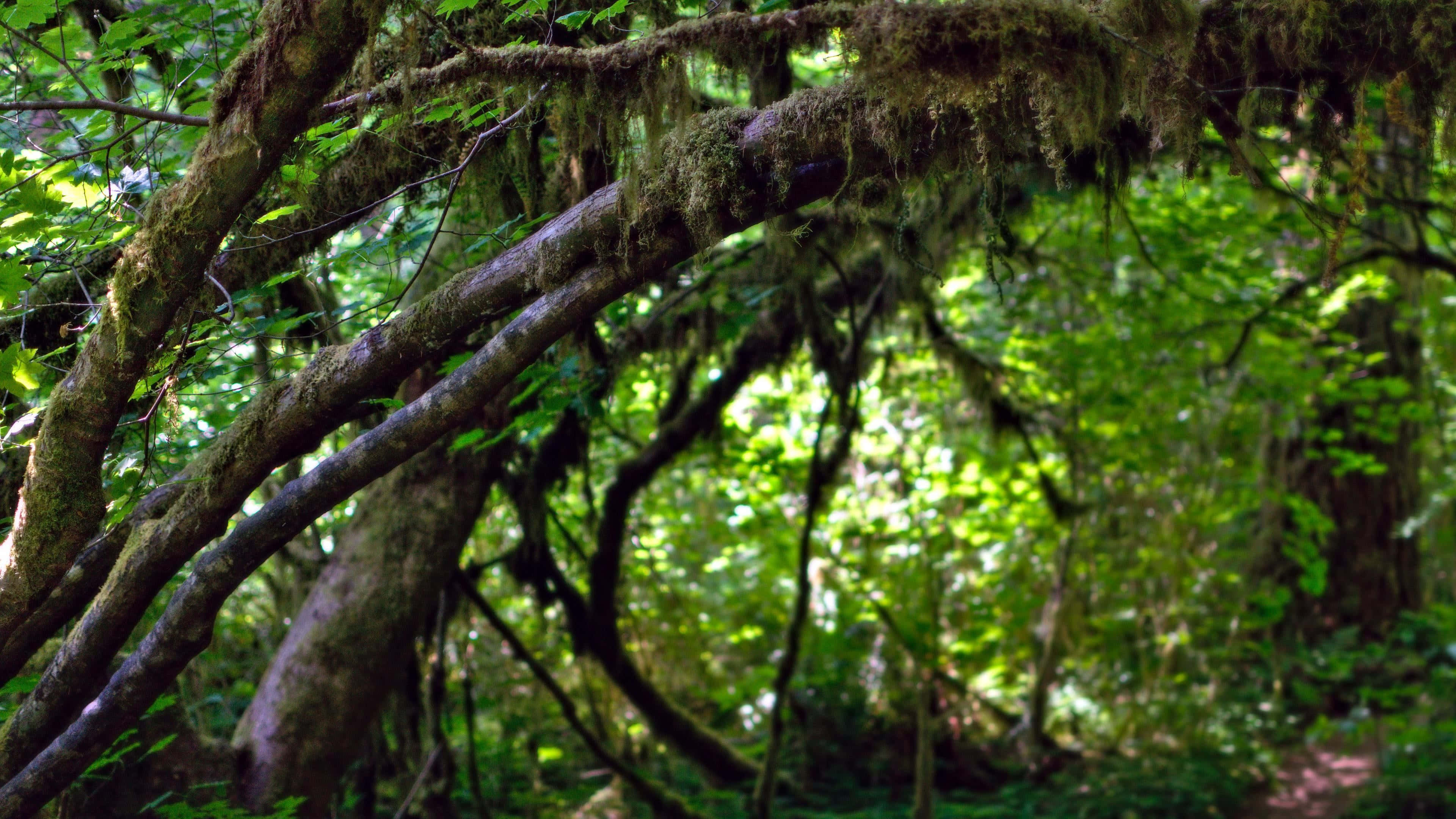 Moss 桌布 壁紙 — 陽光穿過茂密的苔蘚覆蓋樹枝形成的樹冠，灑落在翠綠森林之中。