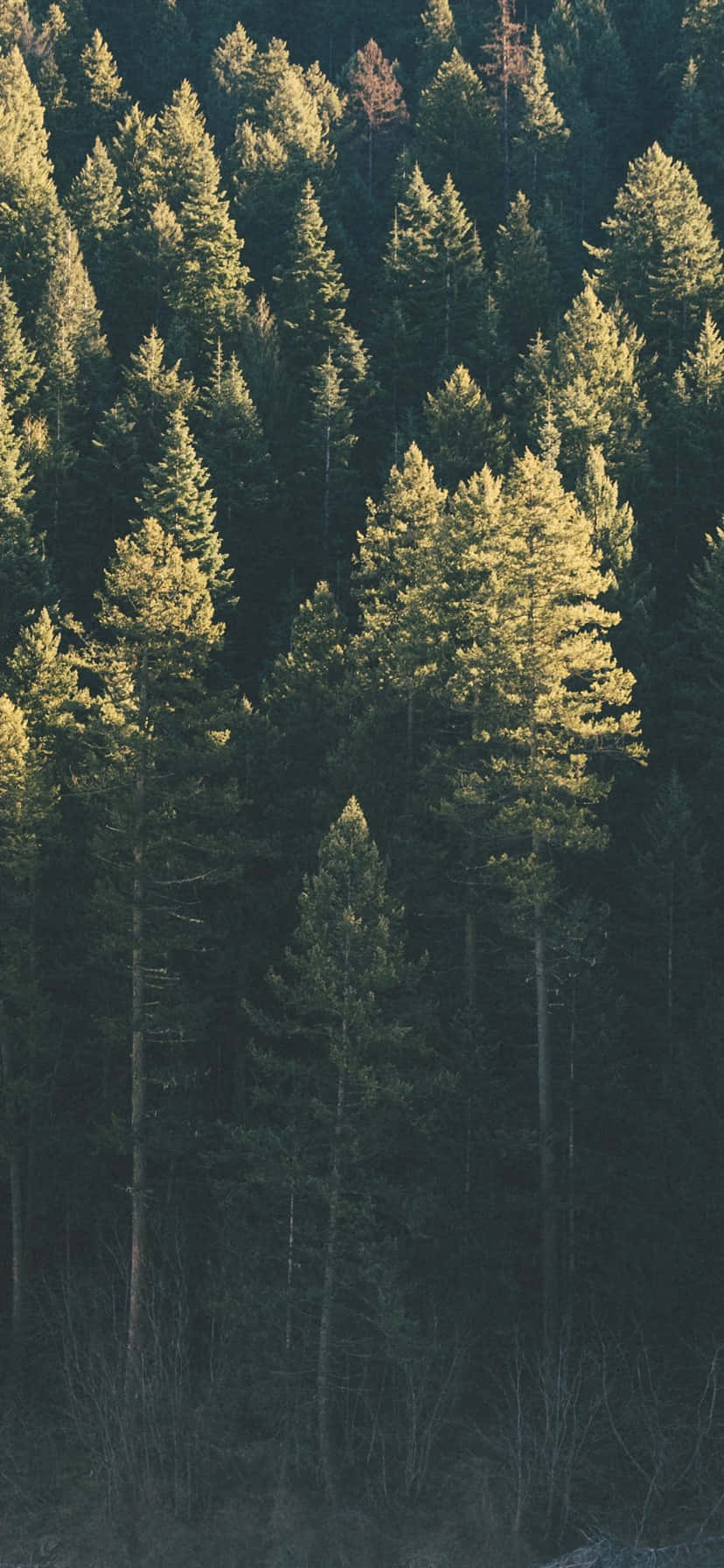 Trees iPhone 桌布 壁紙 — 陽光穿過茂密的高大常綠樹林，在深綠色樹葉上投下斑駁的金色光芒。