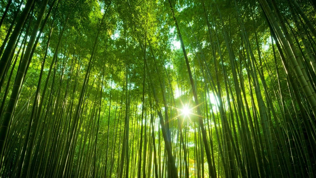 720p Bamboo 桌布 壁紙 — 陽光穿過茂密的高聳綠色竹莖樹冠，營造出燦爛的森林景象。