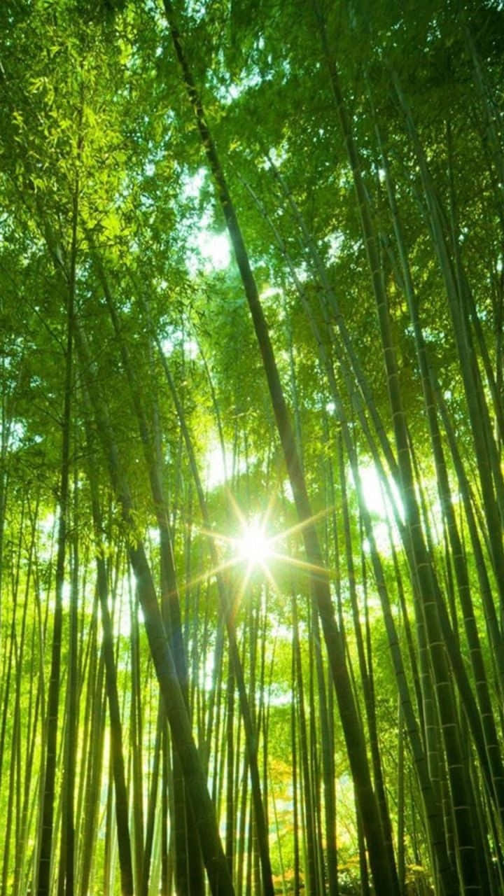 trees 桌布 壁紙 — 陽光穿過茂密高聳的綠色竹莖樹冠，創造出燦爛的森林景象。