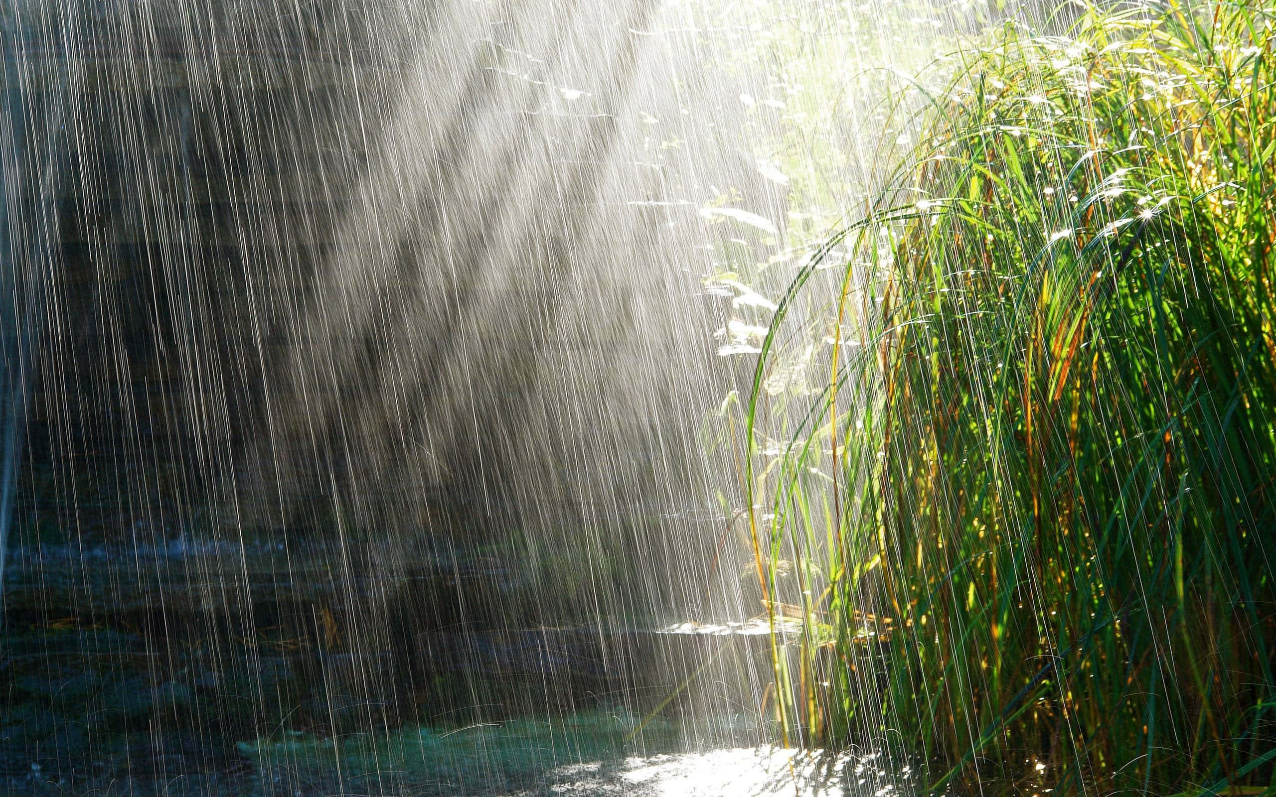 Raining 桌布 壁紙 — 陽光穿過落下的雨滴，照亮了黑暗水面旁高大的綠色蘆葦。