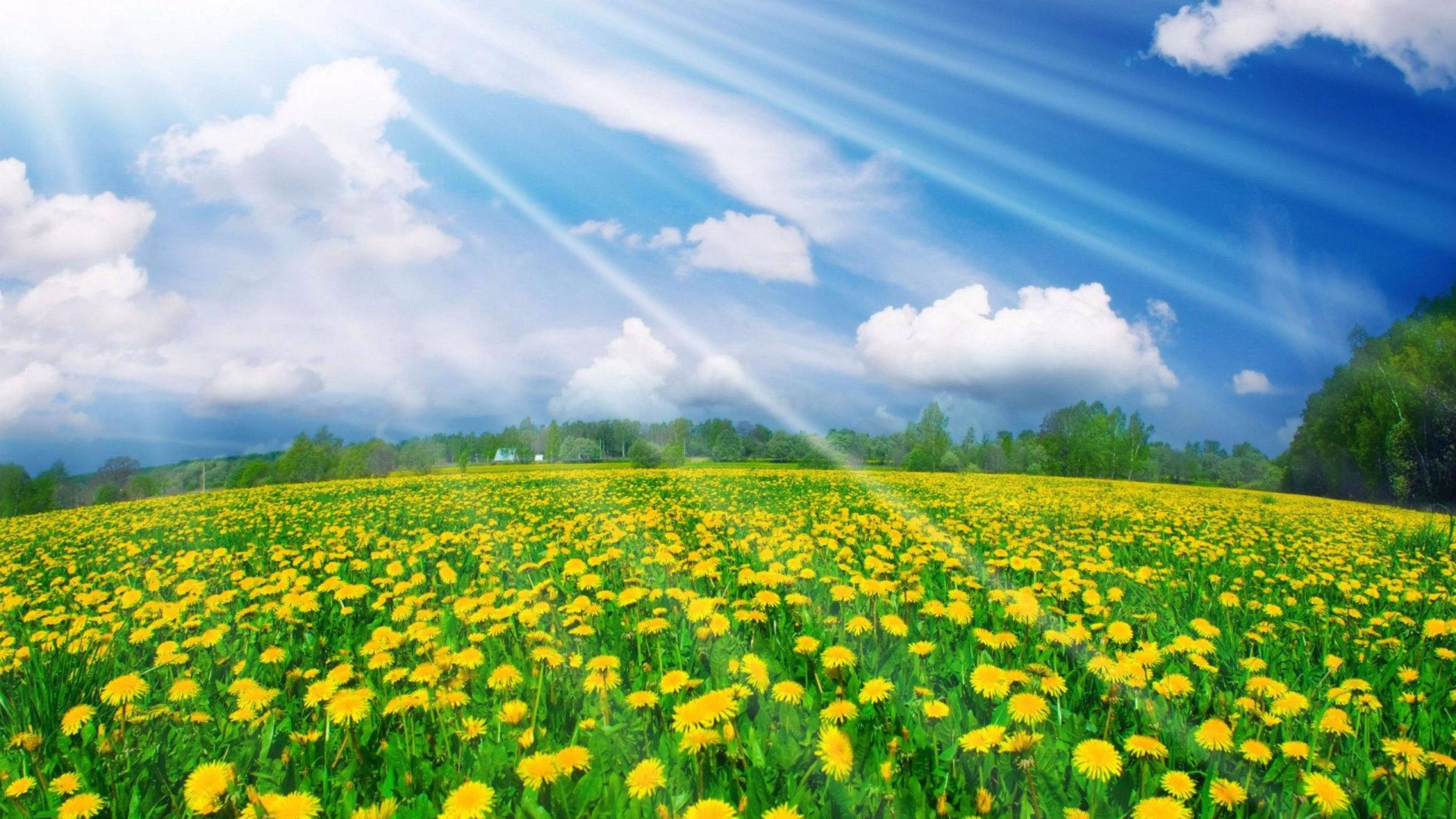 Flowers 桌布 壁紙 — 陽光穿過蓬鬆的白雲，照射在廣闊的鮮黃色蒲公英和綠草田野上。