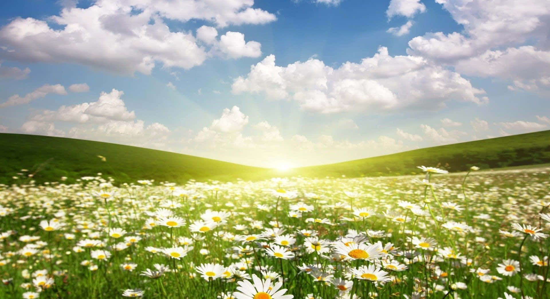 Spring Sunshine 桌布 壁紙 — 陽光穿過蓬鬆的雲層，灑在鋪滿白色雛菊的起伏綠丘上。