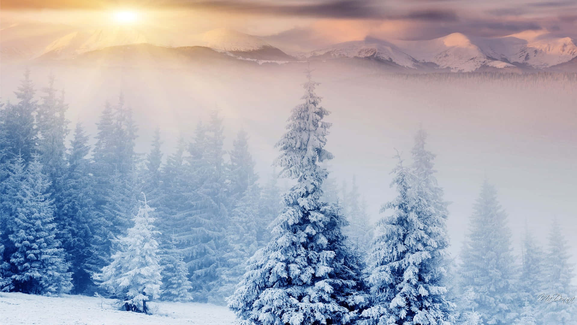冬季美學 桌布 壁紙 — 陽光穿過薄霧，灑在白雪覆蓋的松樹上，呈現寧靜的冬季山景。