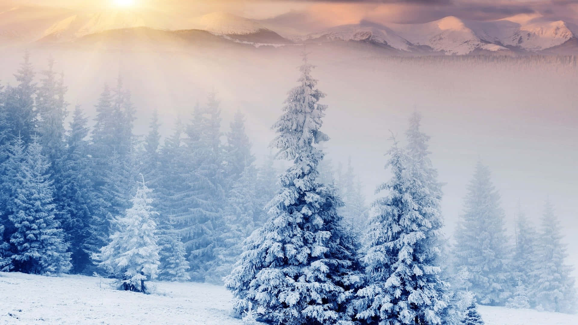 桌布 壁紙 — 陽光穿過薄霧，灑在積雪的松樹上，遠山在冬日黎明中閃耀。