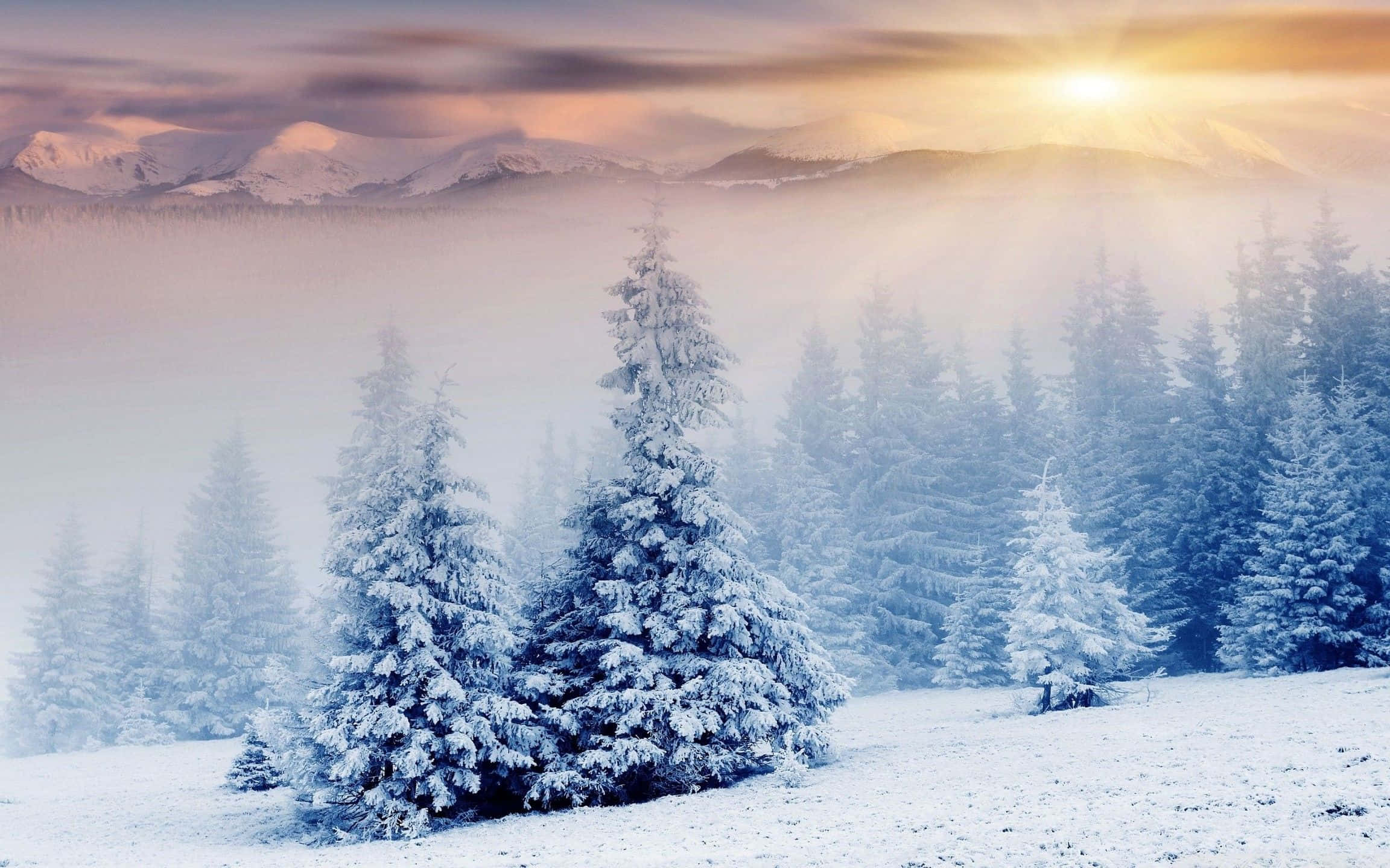 winter wonderland 桌布 壁紙 — 陽光穿過薄霧，灑在積雪的松樹上，遠山在日出時閃耀著光芒。