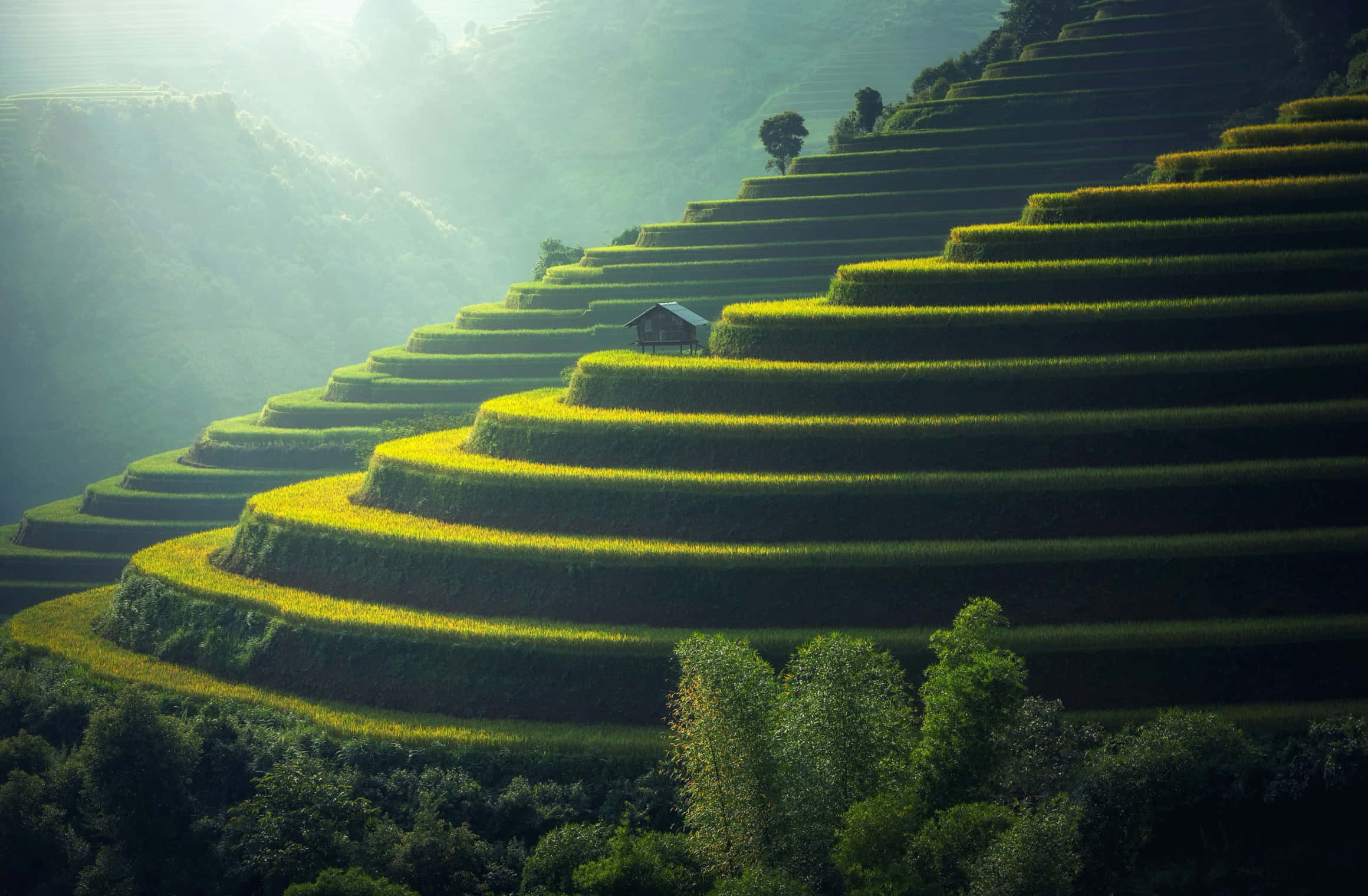 Google Landscape 桌布 壁紙 — 陽光穿過薄霧，照射在蜿蜒上山坡的翠綠和金黃色梯田上。