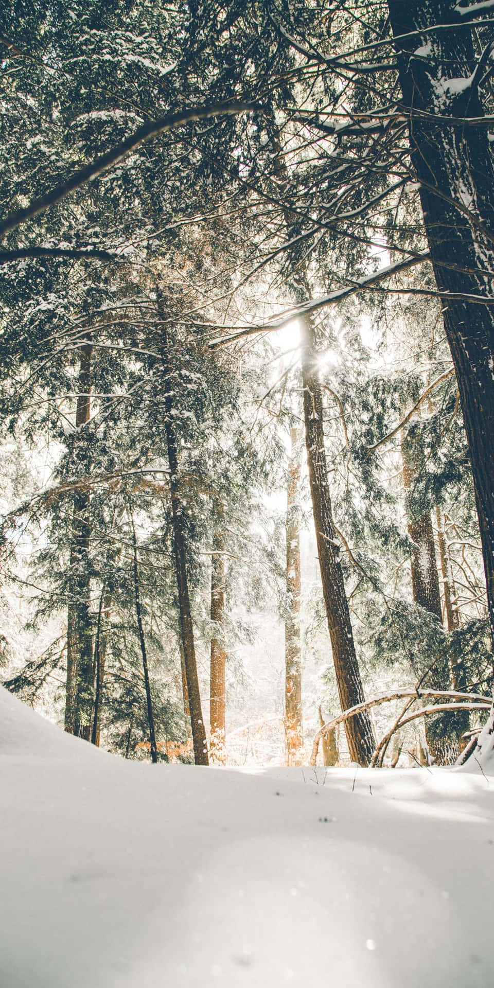 Winter 桌布 壁紙 — 陽光穿過覆蓋著白雪的常青樹，灑落在寧靜的冬季森林中。