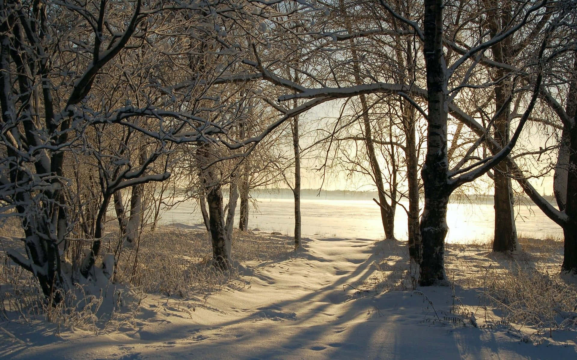 Winter Trees 桌布 壁紙 — 陽光穿過覆蓋著雪的光禿樹木，在結冰的小徑上投下長長的影子，通往霧濛濛的冬季湖泊。