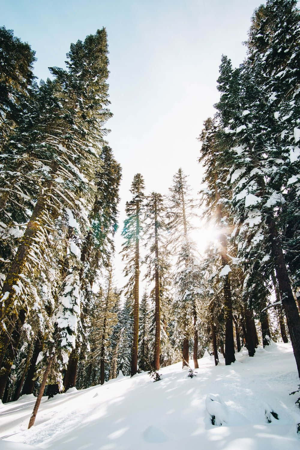 Pine Tree 桌布 壁紙 — 陽光穿過覆蓋著雪的常綠樹，照射在寧靜的冬季森林中。