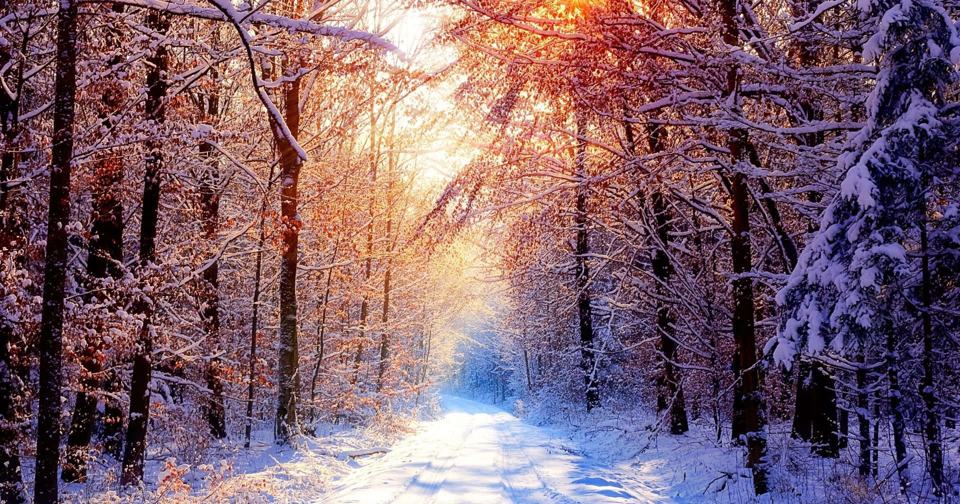Road 桌布 壁紙 — 陽光穿過覆蓋著雪霜的樹木，照亮了一條寧靜的冬季森林小徑。
