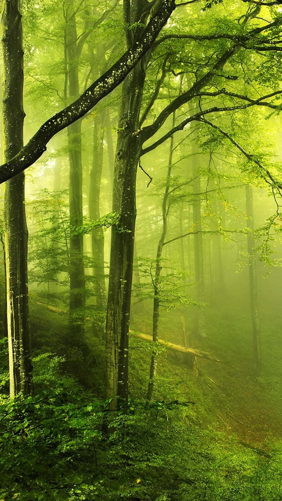 Green Forest 桌布 壁紙 — 陽光穿過迷霧中的翠綠樹木，灑落在寧靜的森林中，沐浴在空靈的金色光芒裡。