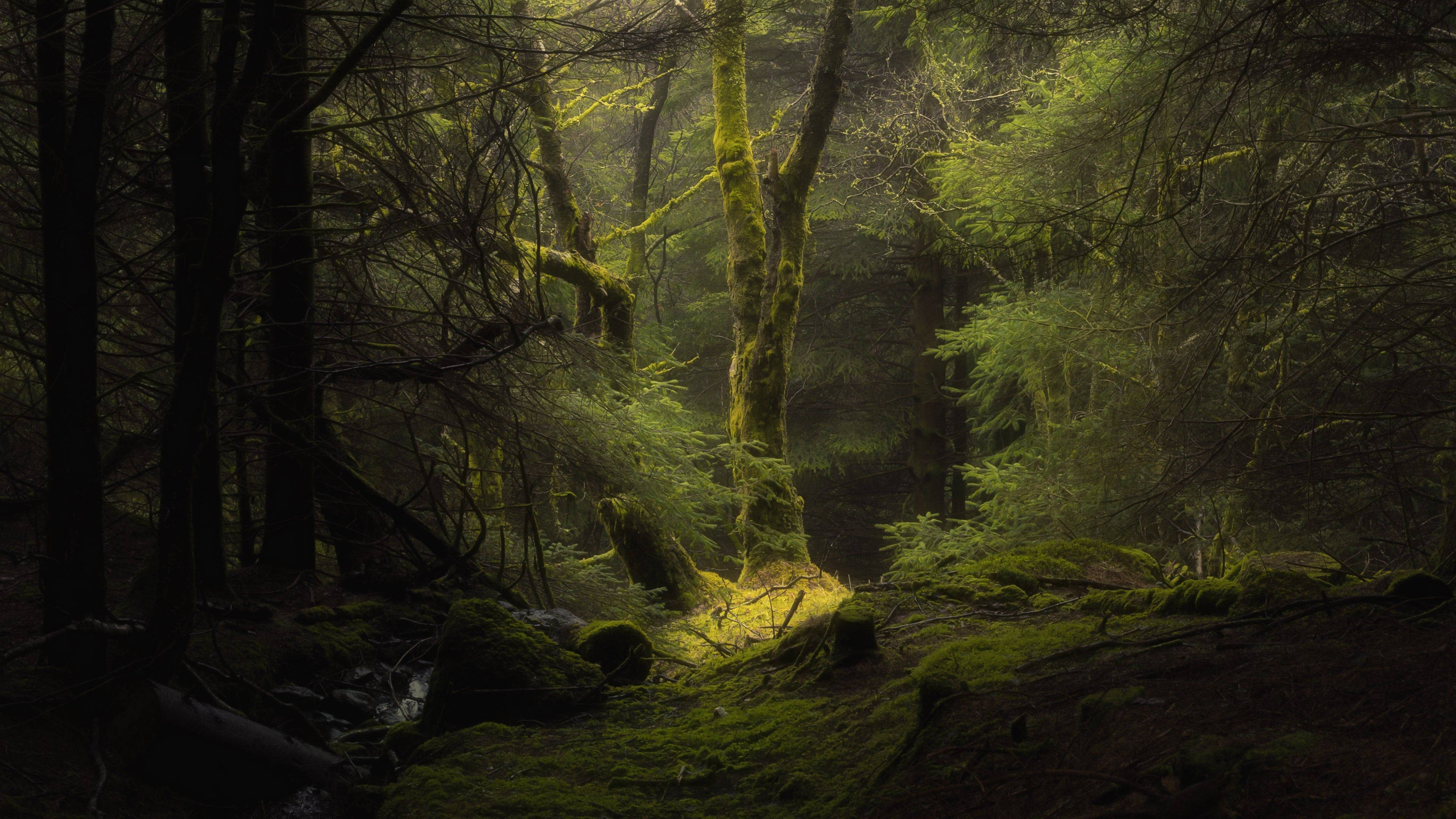 4K Forest 桌布 壁紙 — 陽光穿過迷霧森林，在長滿苔蘚的樹木和森林地面上投下金色光束。