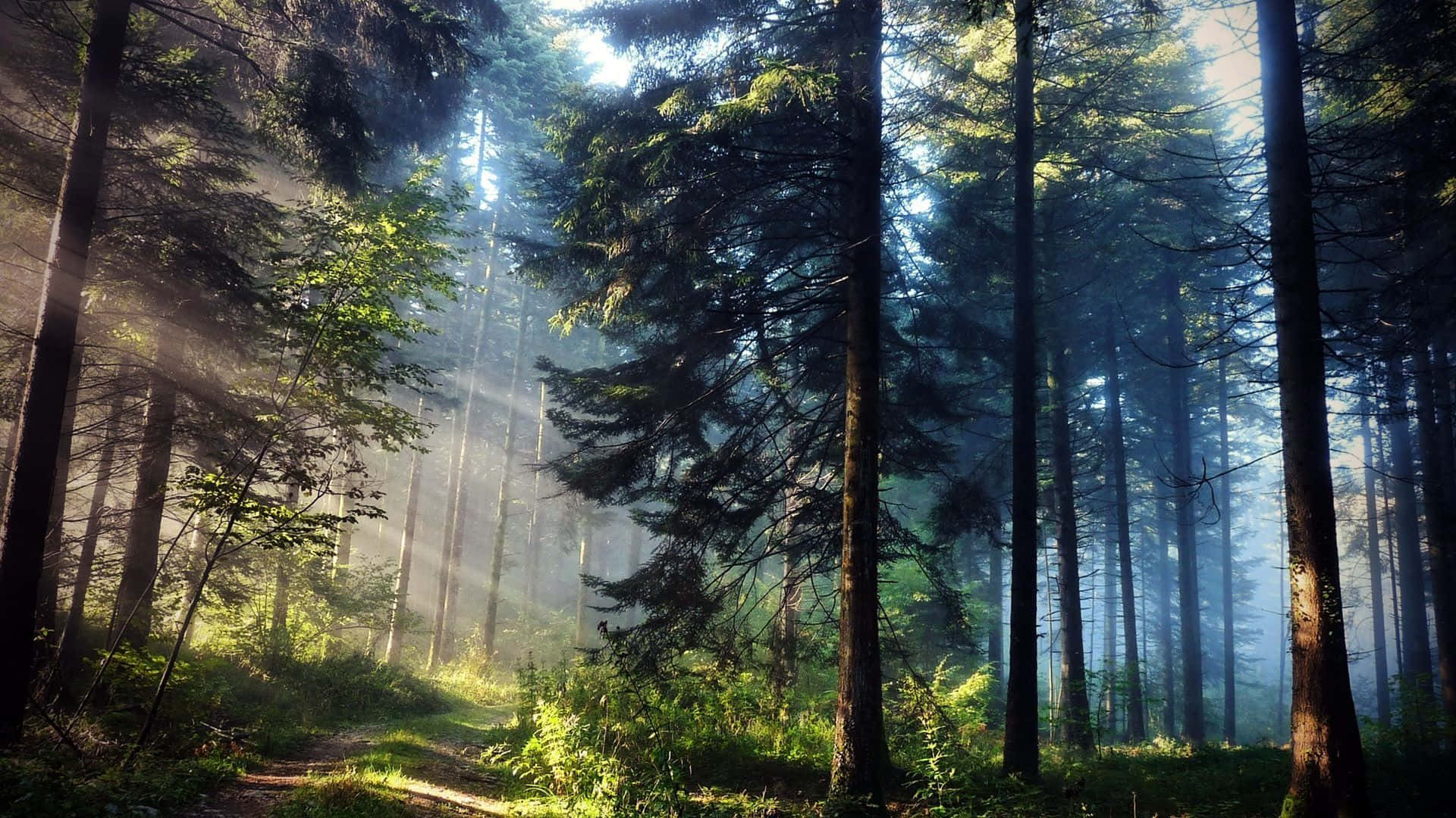 Pine Tree 桌布 壁紙 — 陽光穿過迷霧森林中高大的松樹，在蜿蜒的泥土小徑上投下金色光芒。