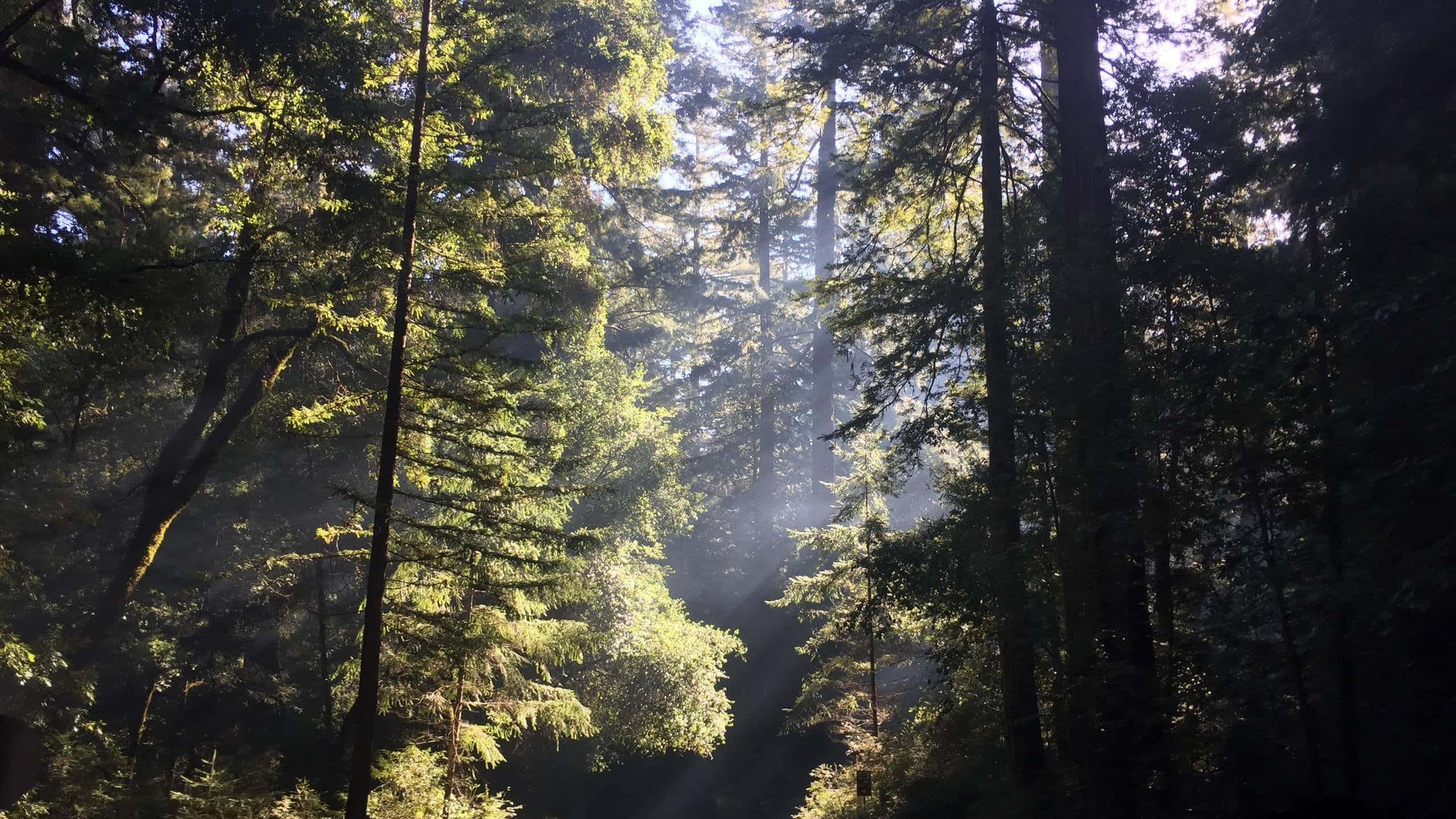 Sun Rays 桌布 壁紙 — 陽光穿過迷霧森林中高聳的常綠樹，營造出寧靜而神秘的氛圍。