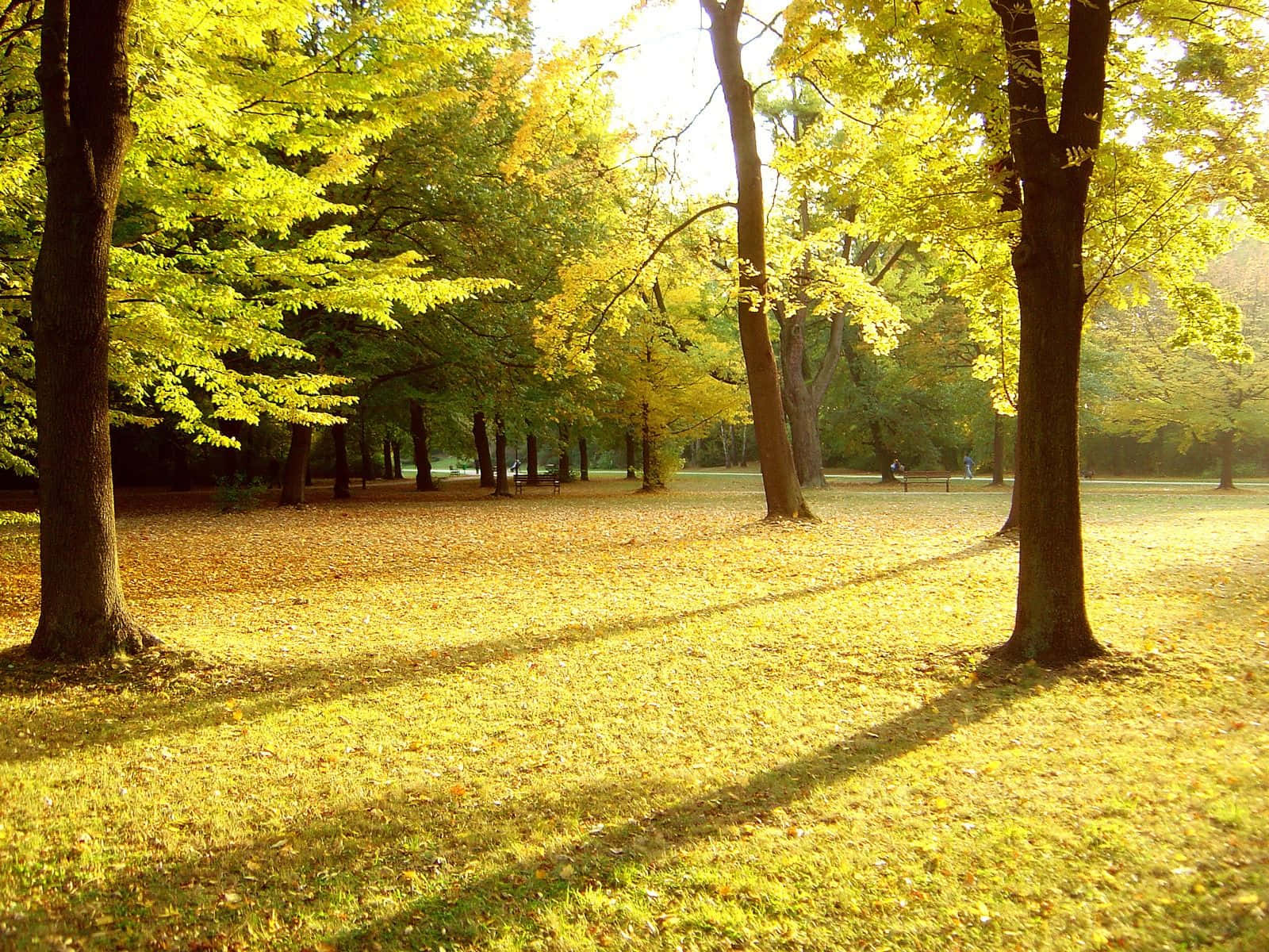 公園 桌布 壁紙 — 陽光穿過金黃色的秋樹，在寧靜公園的落葉地毯上投下長長的影子。