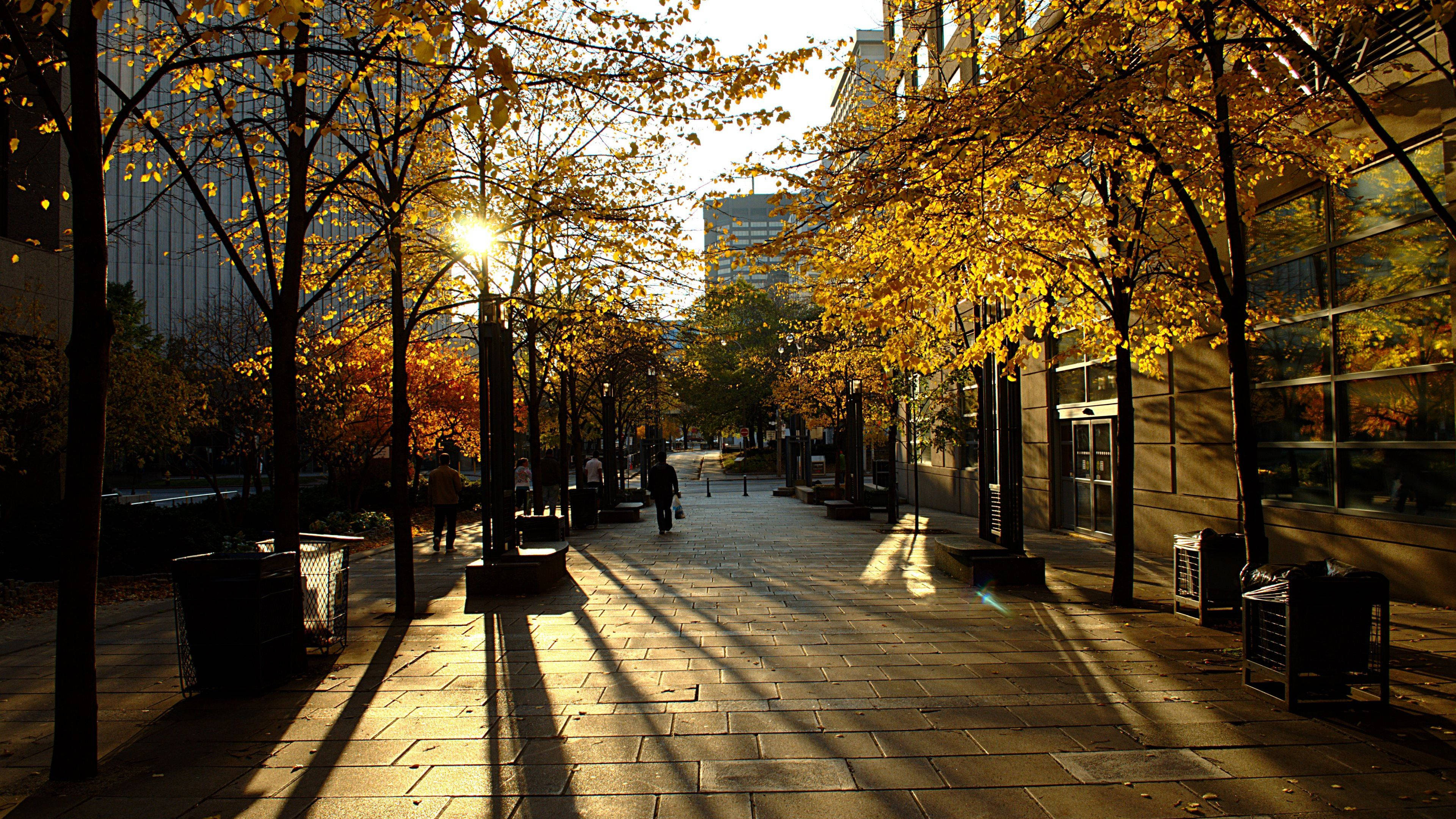 Desktop 4K 桌布 壁紙 — 陽光穿過金黃色的秋葉，在現代建築林立的石砌城市步道上投下長長的影子。