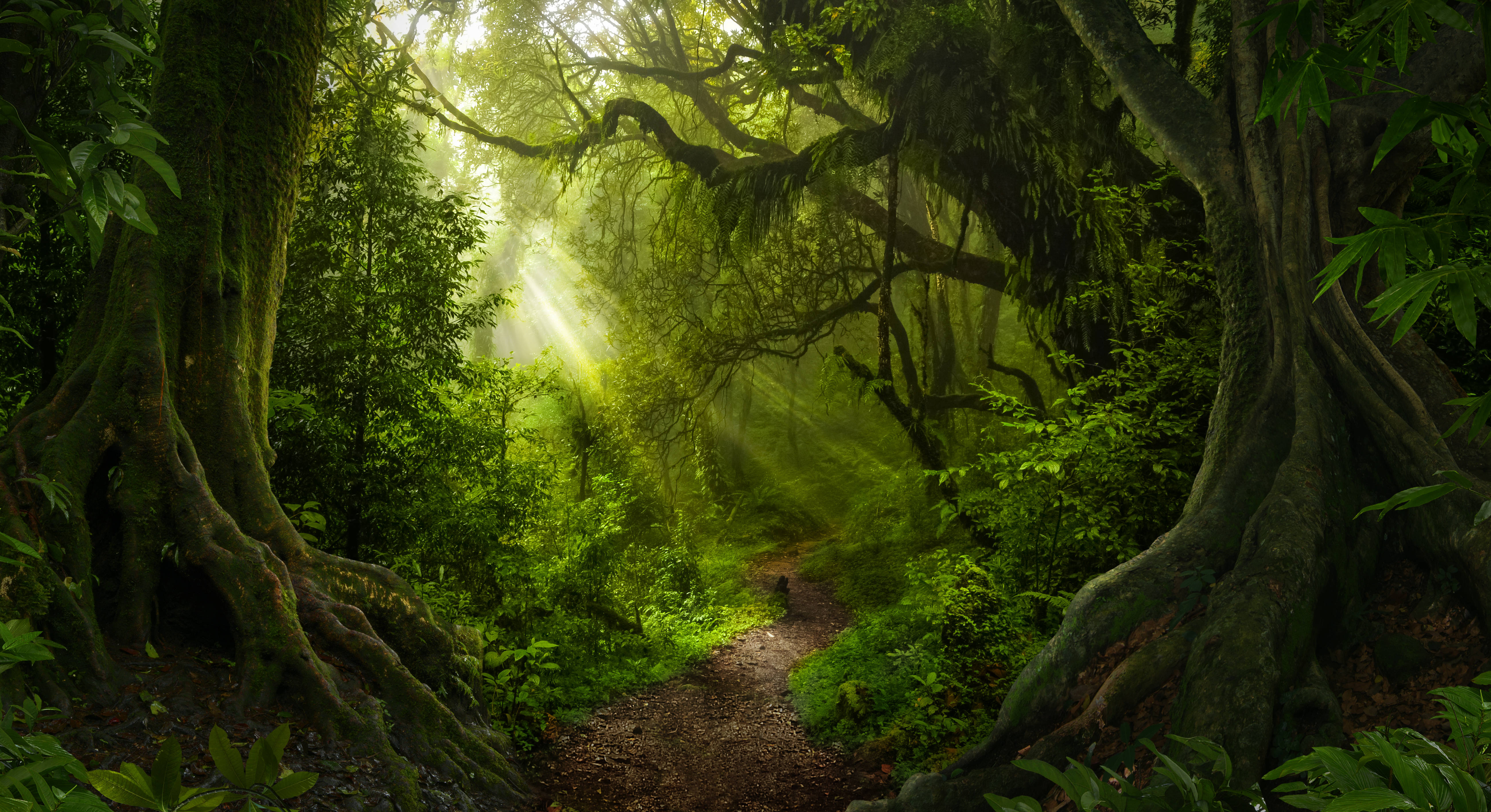 Rainforest 桌布 壁紙 — 陽光穿過長滿苔蘚的古樹，照亮蜿蜒的森林小徑。