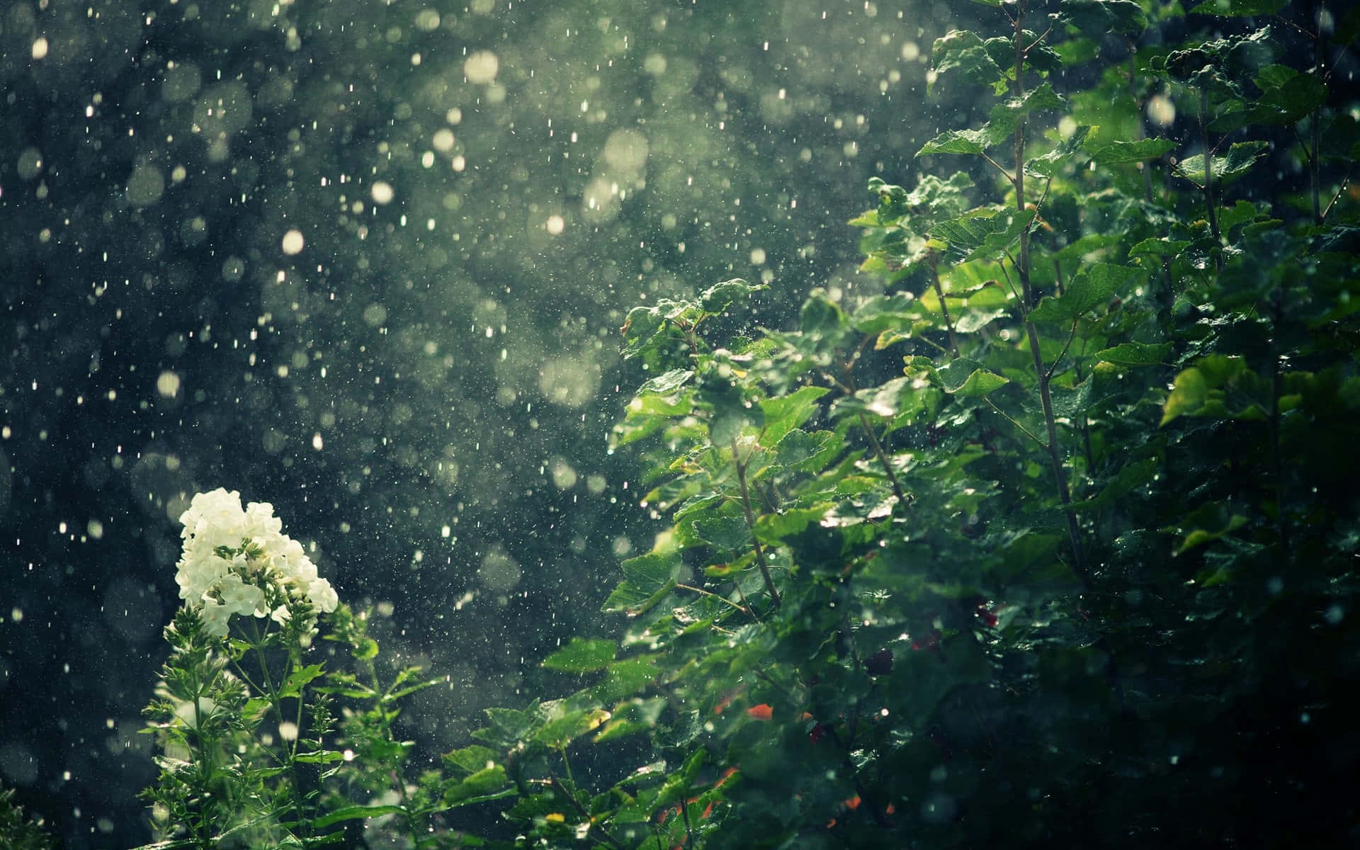 下雨 桌布 壁紙 — 陽光穿過雨滴和茂密的綠葉，照亮了迷霧森林中的一朵白色花朵。