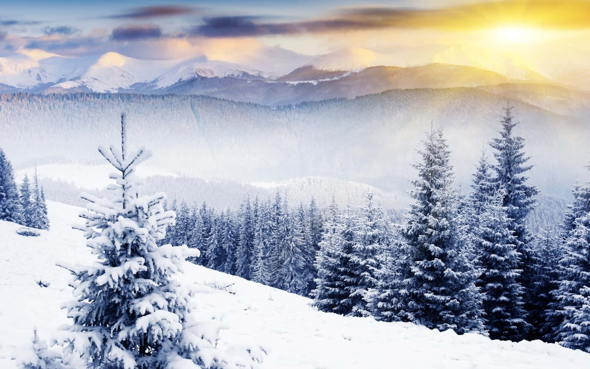 Winter Wonderland Desktop 桌布 壁紙 — 陽光穿過雲層，灑落在白雪覆蓋的松林和遠山頂峰上，呈現出一片寧靜的冬日景色。