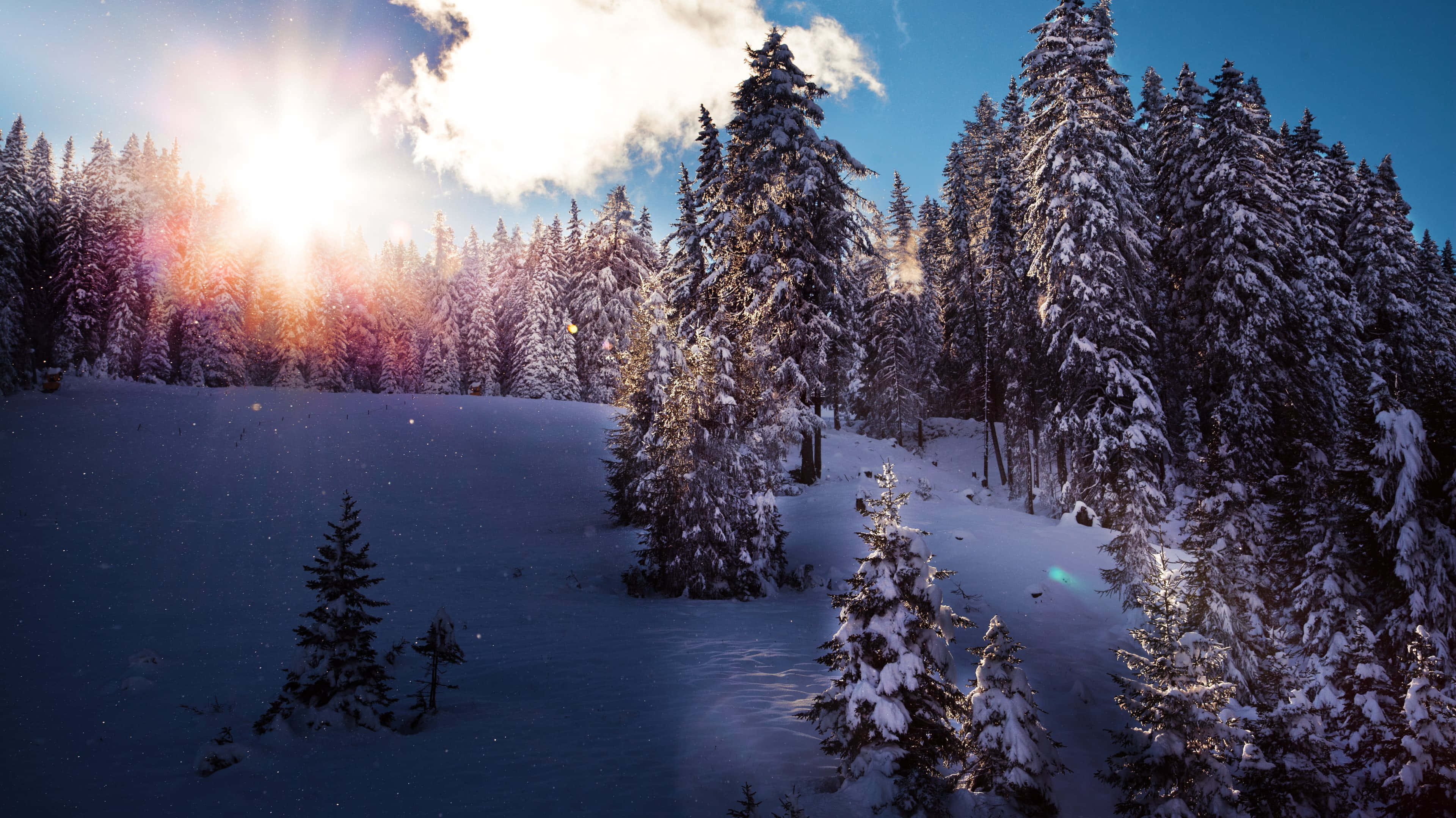 Beautiful Winter 桌布 壁紙 — 陽光穿過雲層，灑落在白雪覆蓋的松樹林上，為純淨的白色景觀帶來溫暖的光芒。