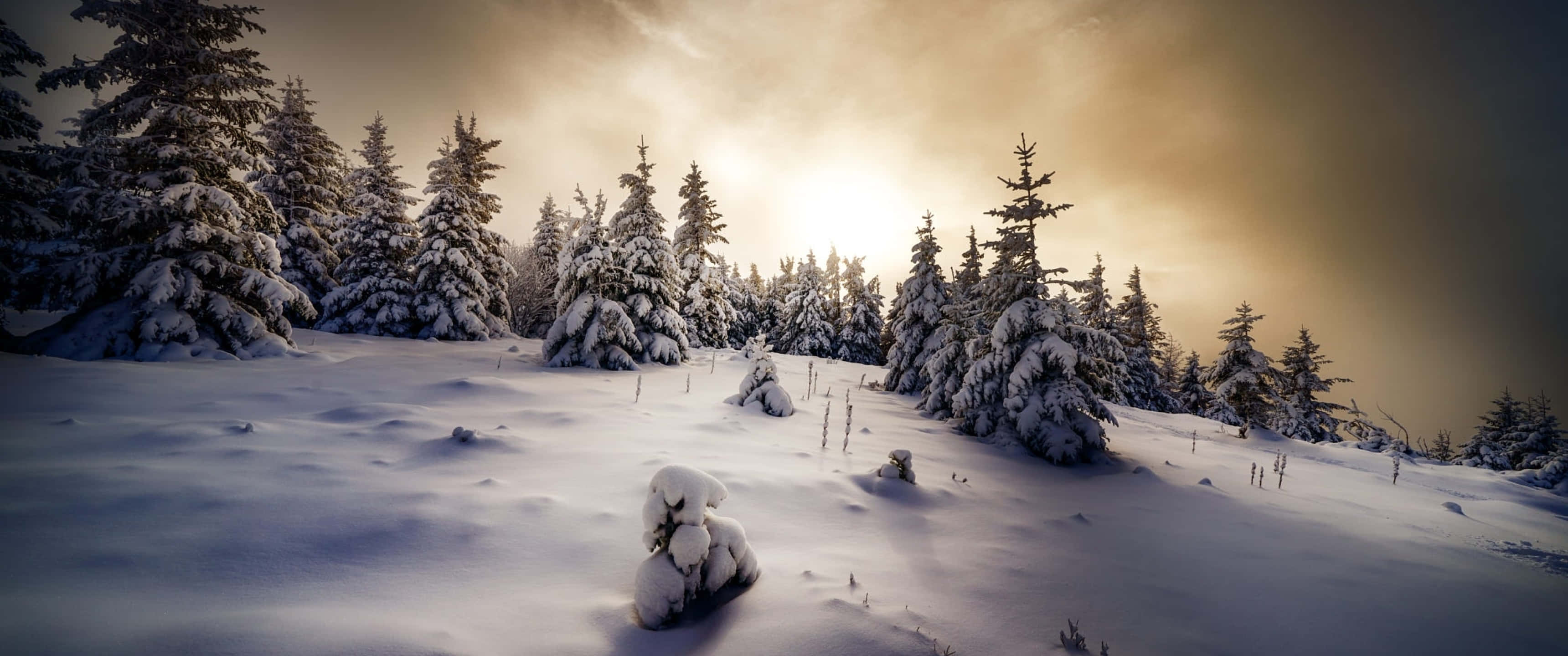 桌布 壁紙 — 陽光穿過雲層，照亮了寧靜冬日森林中積雪覆蓋的松樹。